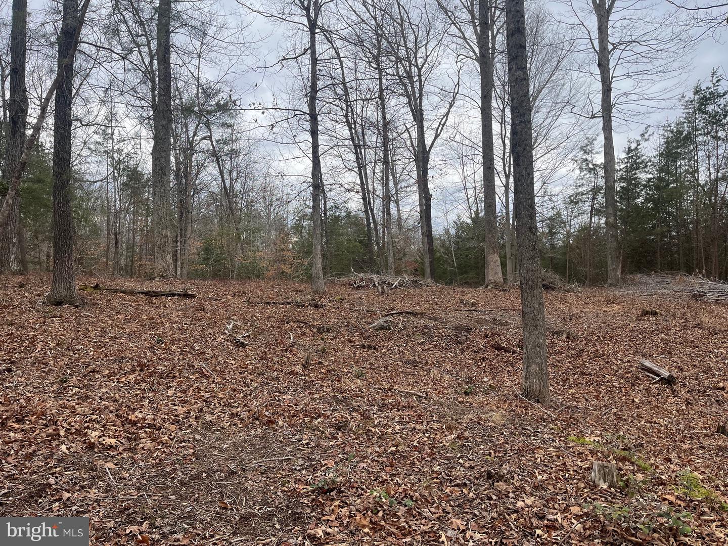 13220 BLACKWOOD FOREST DR, GOLDVEIN, Virginia 22720, ,Land,For sale,13220 BLACKWOOD FOREST DR,VAFQ2020702 MLS # VAFQ2020702 13220 BLACKWOOD FOREST DR, GOLDVEIN, Virginia 22720, ,Land,For sale,13220 BLACKWOOD FOREST DR,VAFQ2020702 MLS # VAFQ2020702