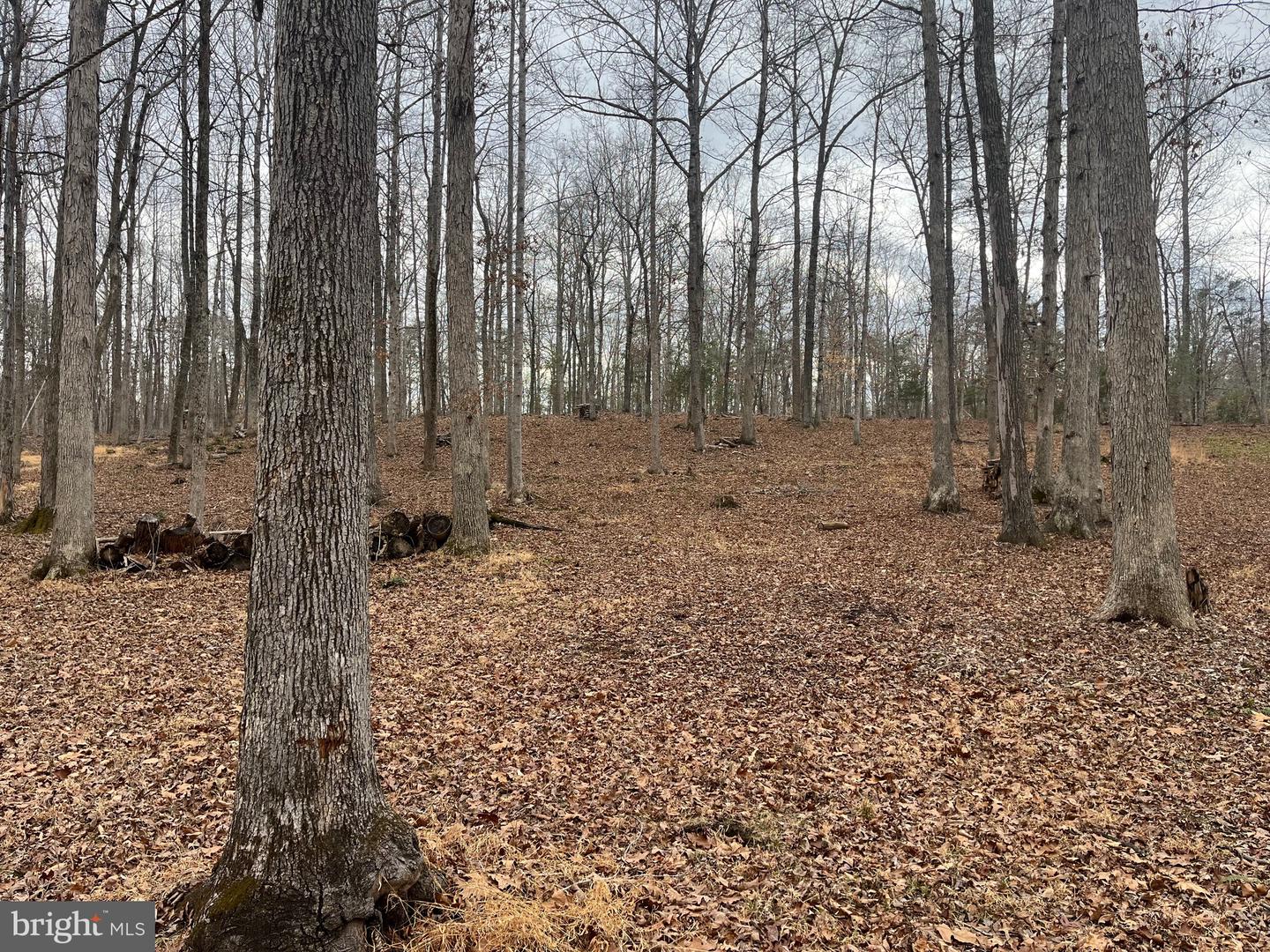 13220 BLACKWOOD FOREST DR, GOLDVEIN, Virginia 22720, ,Land,For sale,13220 BLACKWOOD FOREST DR,VAFQ2020702 MLS # VAFQ2020702 13220 BLACKWOOD FOREST DR, GOLDVEIN, Virginia 22720, ,Land,For sale,13220 BLACKWOOD FOREST DR,VAFQ2020702 MLS # VAFQ2020702