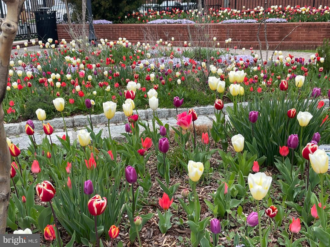 912 S ST NW #1, WASHINGTON, District Of Columbia 20001, 2 Bedrooms Bedrooms, ,2 BathroomsBathrooms,Residential,For sale,912 S ST NW #1,DCDC2245846 MLS # DCDC2245846