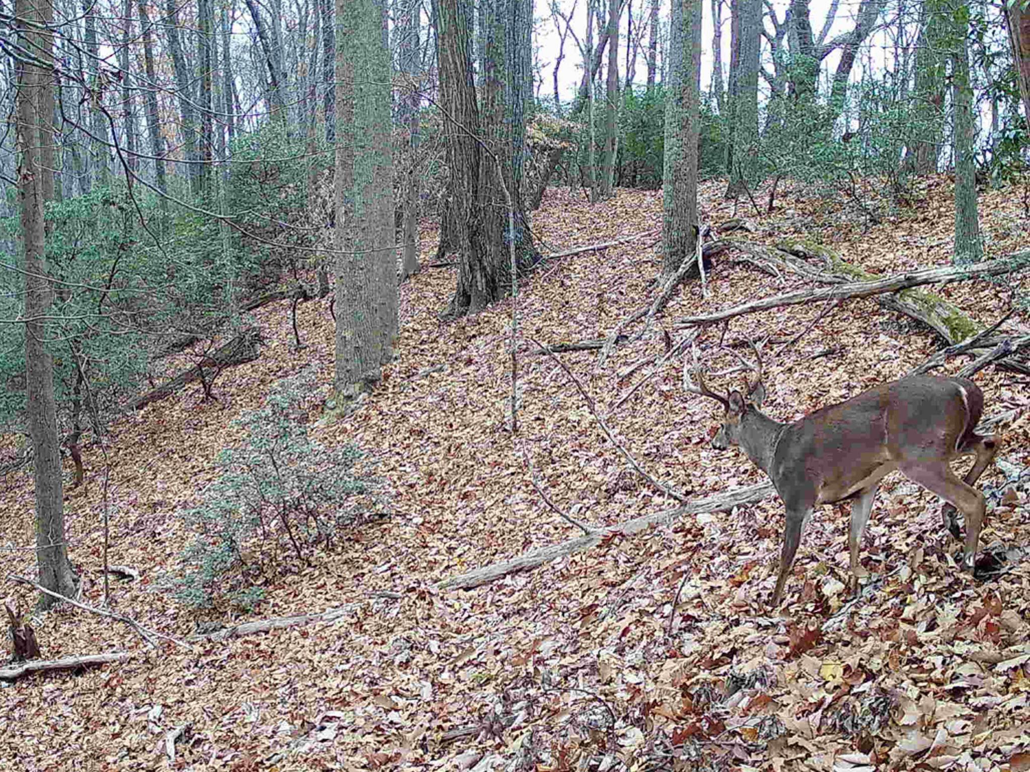 TBD DAVIS CREEK LN, LOVINGSTON, Virginia 22949, ,Land,TBD DAVIS CREEK LN,673681 MLS # 673681