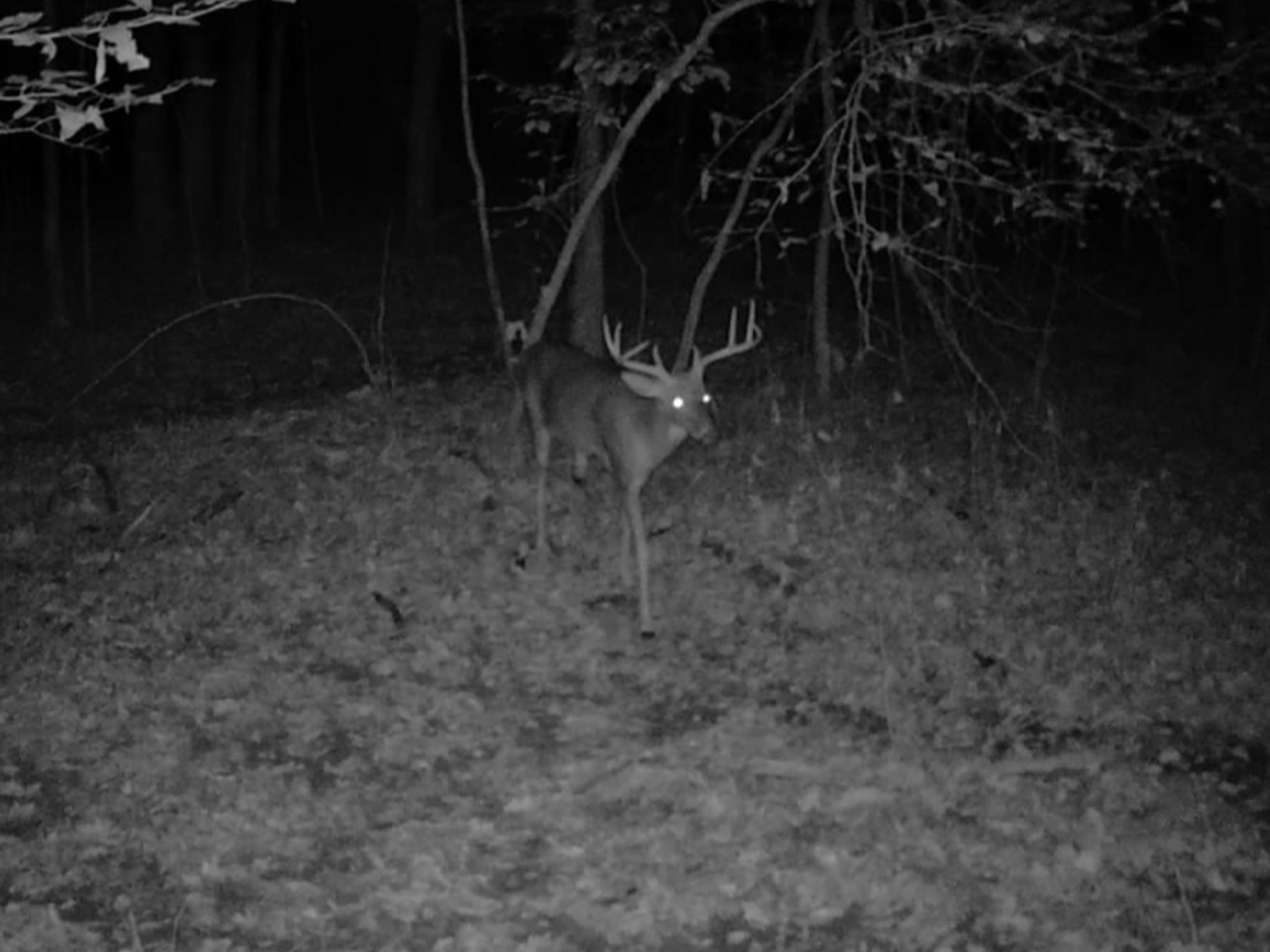 TBD DAVIS CREEK LN, LOVINGSTON, Virginia 22949, ,Land,TBD DAVIS CREEK LN,673681 MLS # 673681