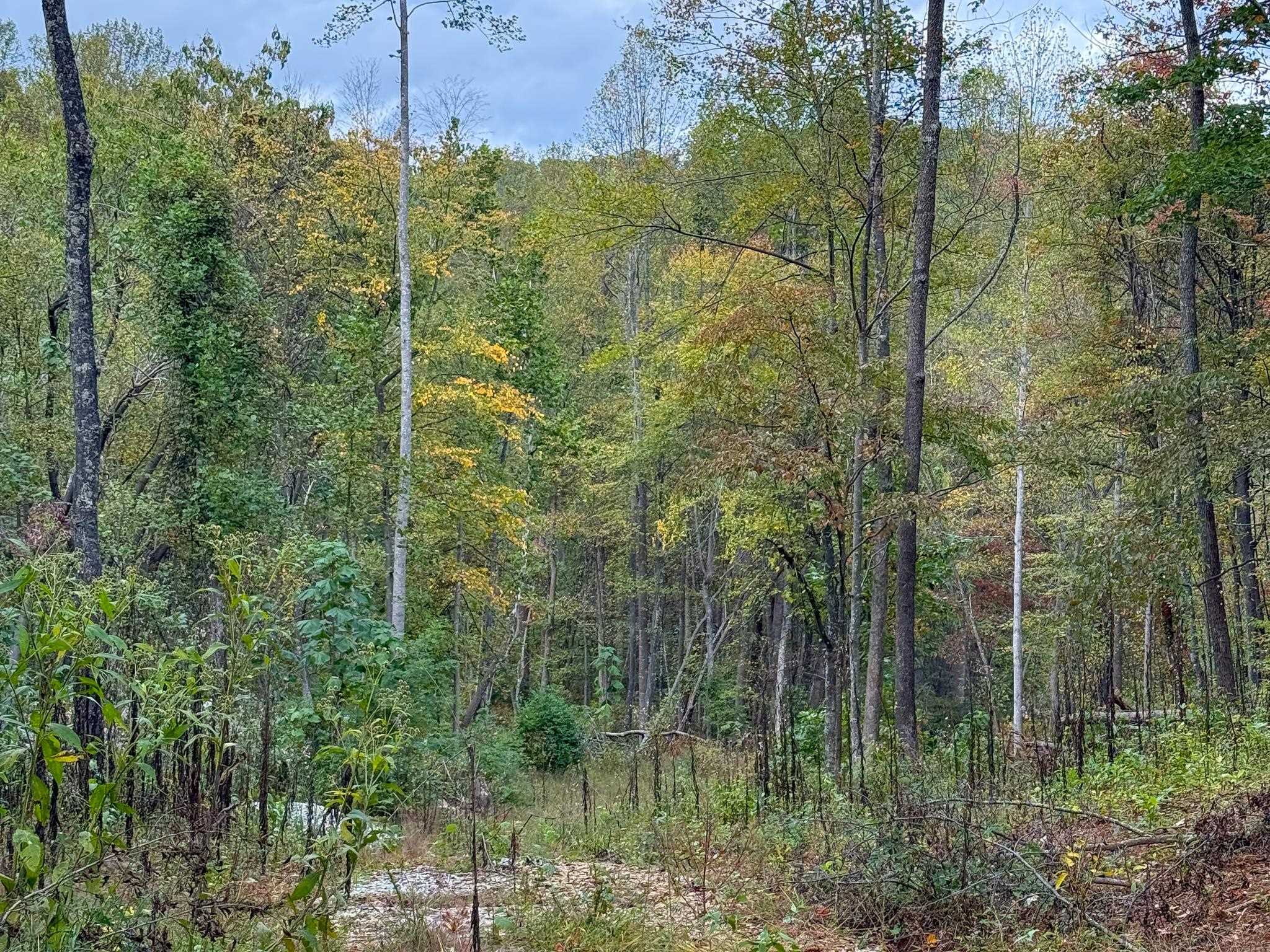 TBD DAVIS CREEK LN, LOVINGSTON, Virginia 22949, ,Land,TBD DAVIS CREEK LN,673681 MLS # 673681