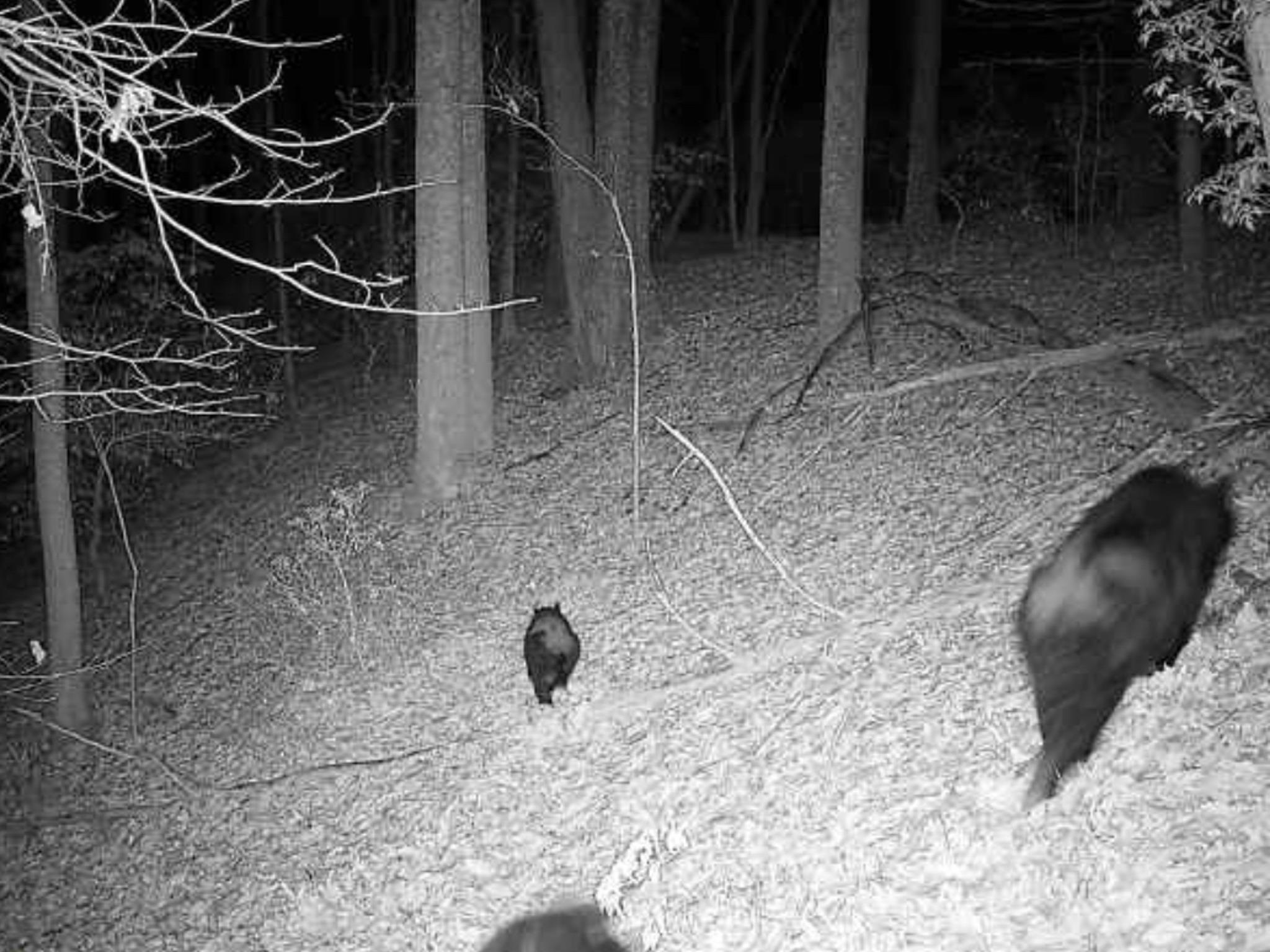 TBD DAVIS CREEK LN, LOVINGSTON, Virginia 22949, ,Land,TBD DAVIS CREEK LN,673681 MLS # 673681