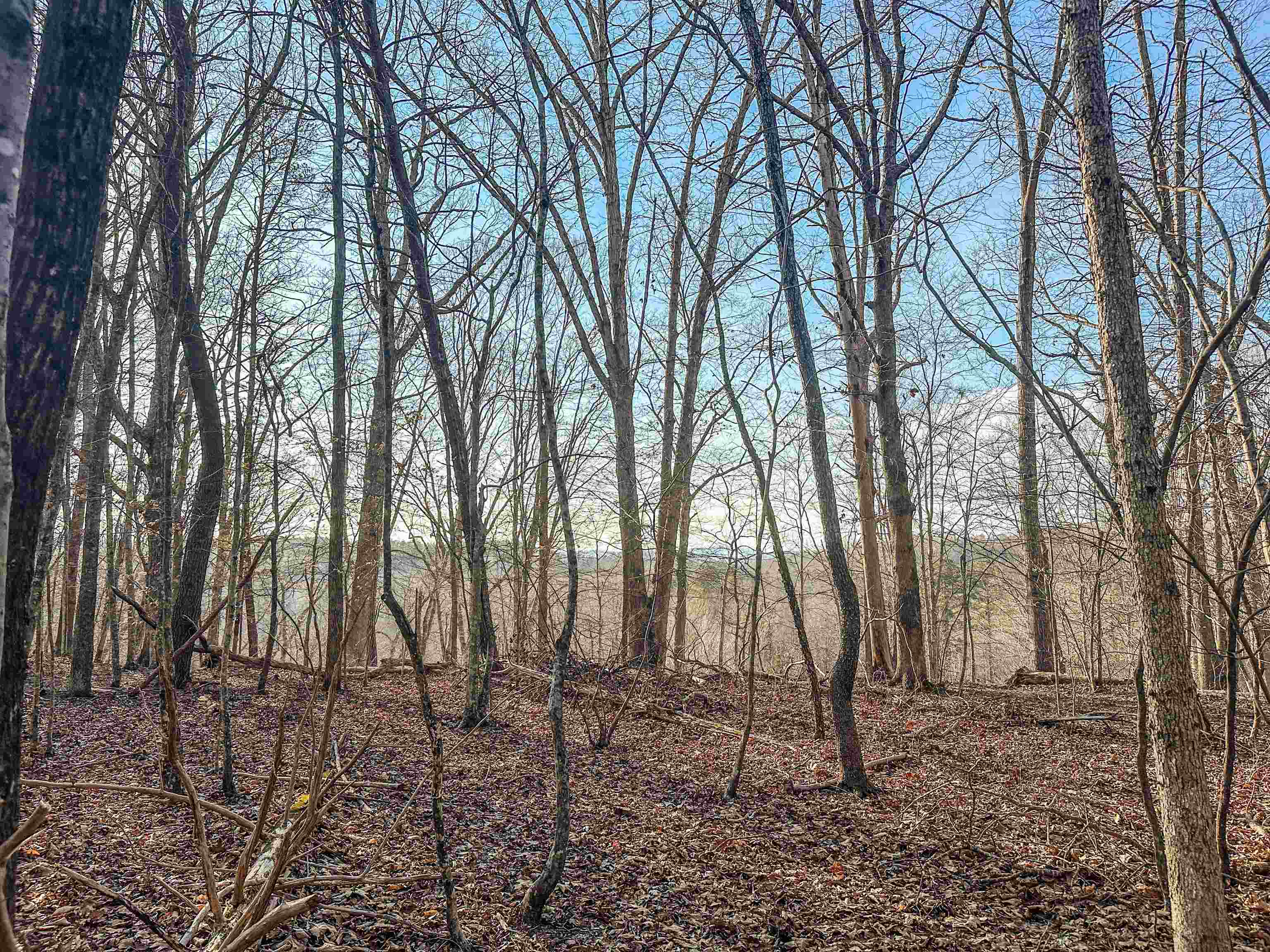 TBD CARTER RD, SCHUYLER, Virginia 22969, ,Land,TBD CARTER RD,673683 MLS # 673683
