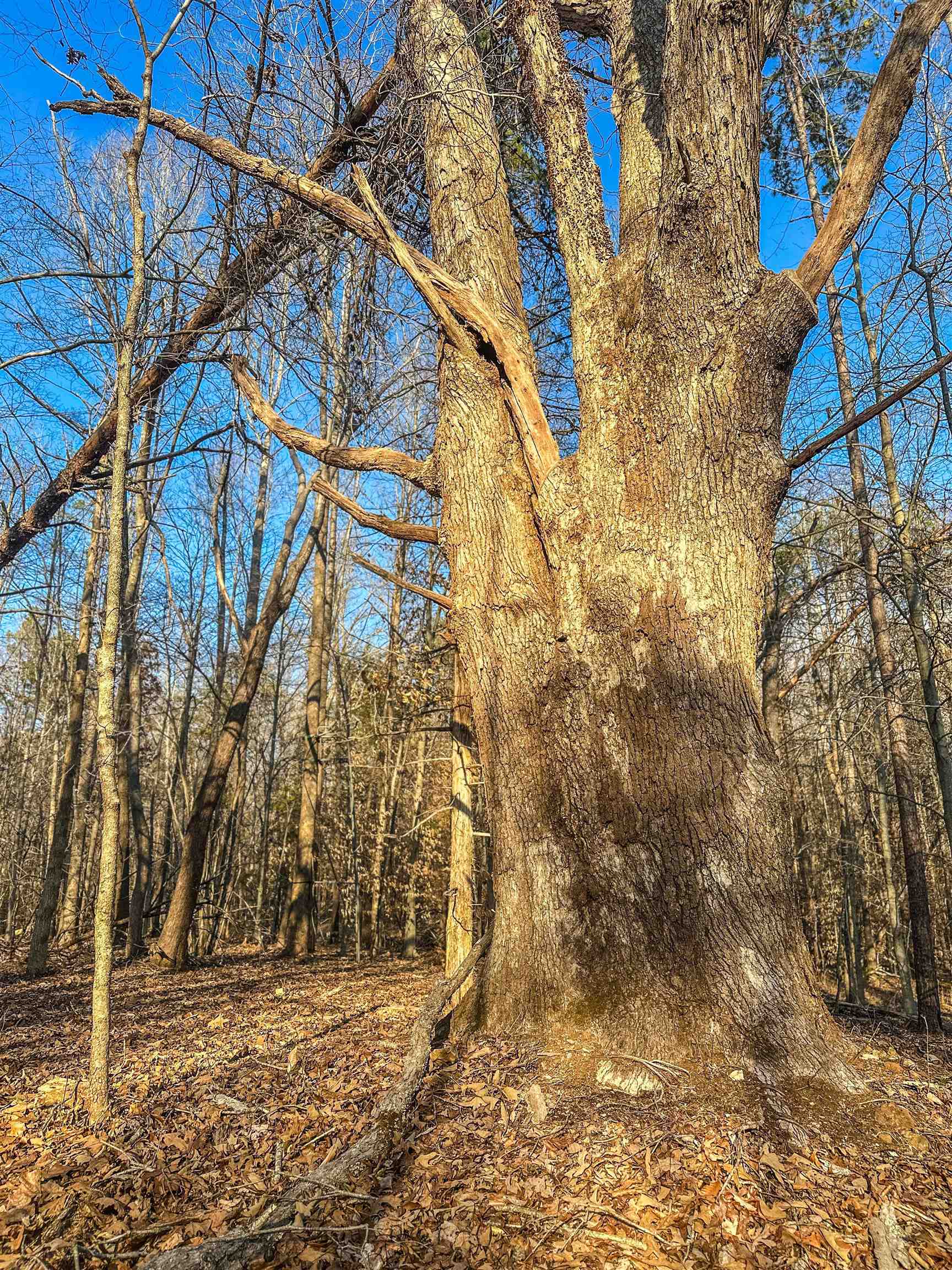 TBD CARTER RD, SCHUYLER, Virginia 22969, ,Land,TBD CARTER RD,673683 MLS # 673683