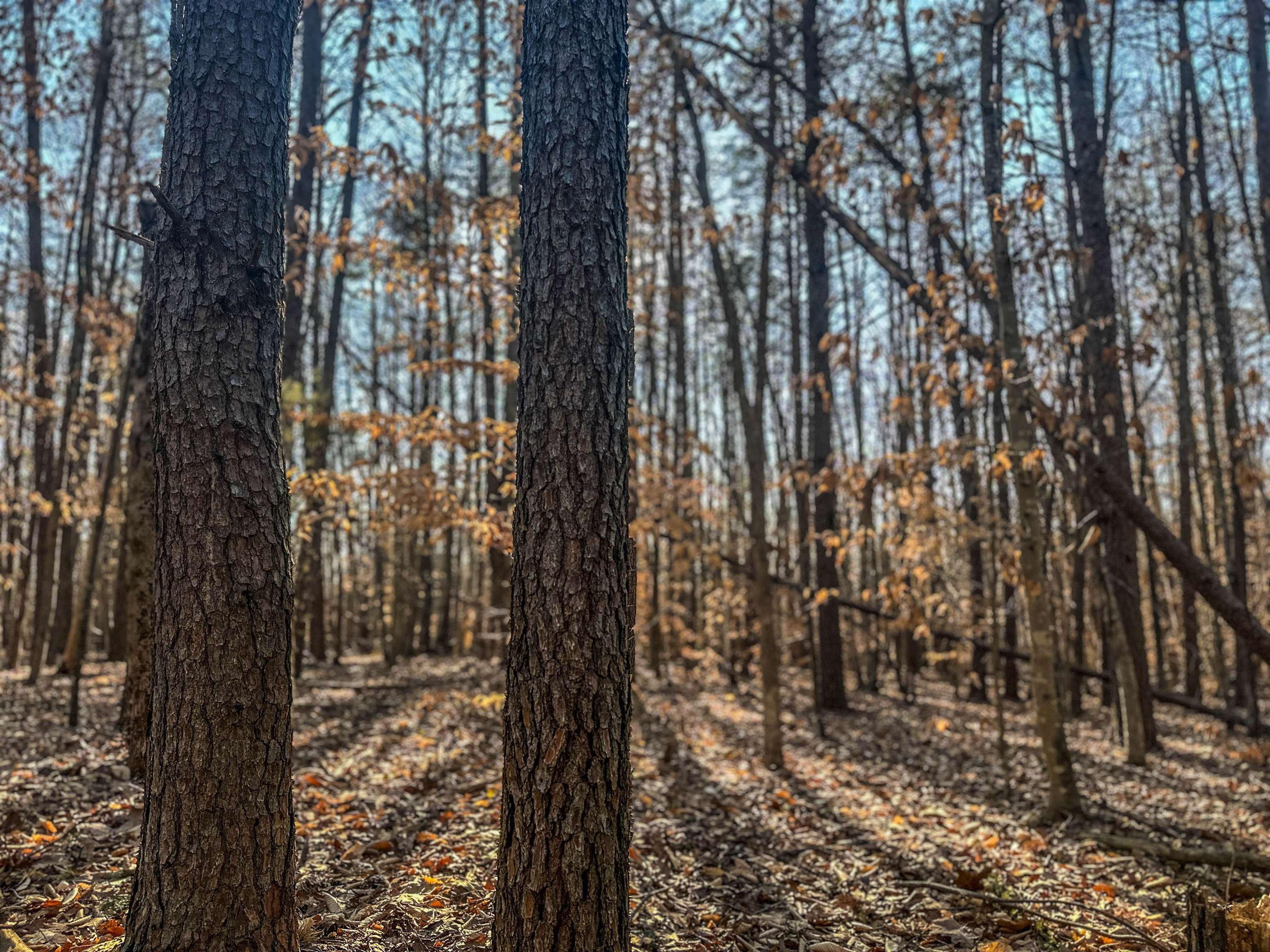 TBD CARTER RD, SCHUYLER, Virginia 22969, ,Land,TBD CARTER RD,673683 MLS # 673683