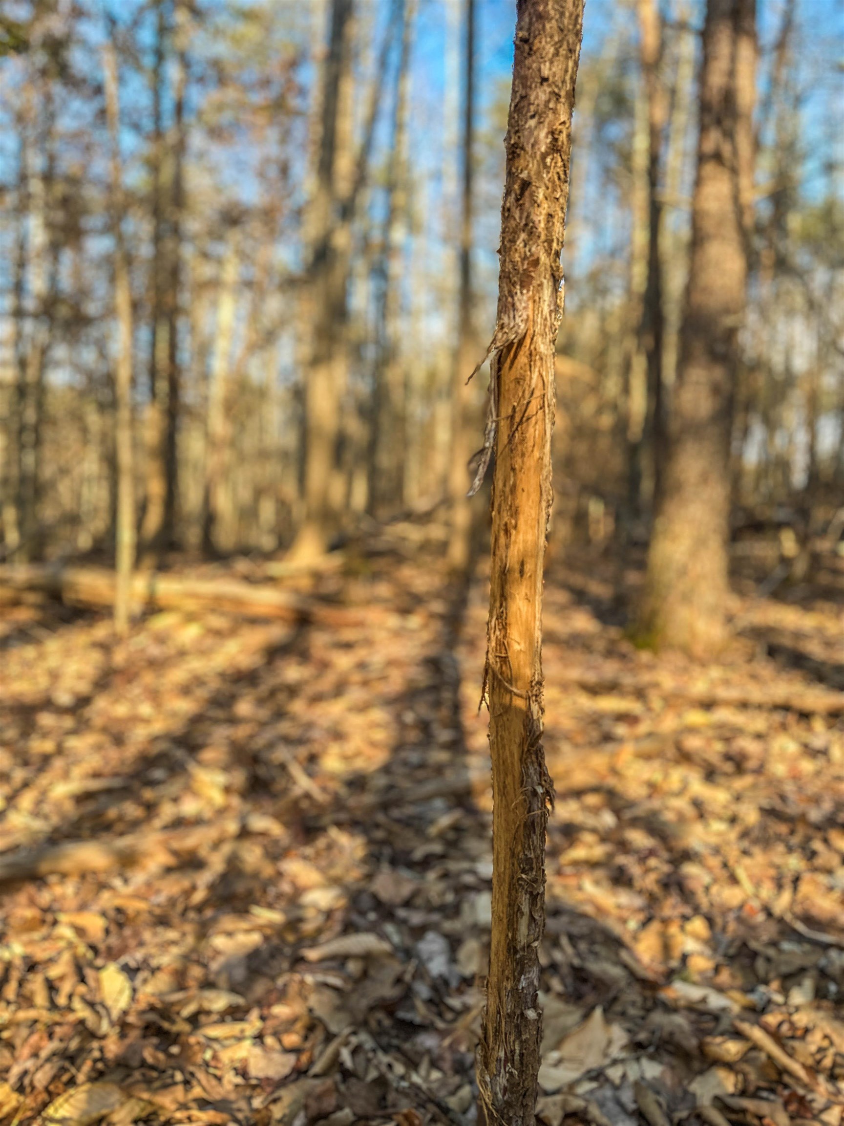 TBD CARTER RD, SCHUYLER, Virginia 22969, ,Land,TBD CARTER RD,673683 MLS # 673683