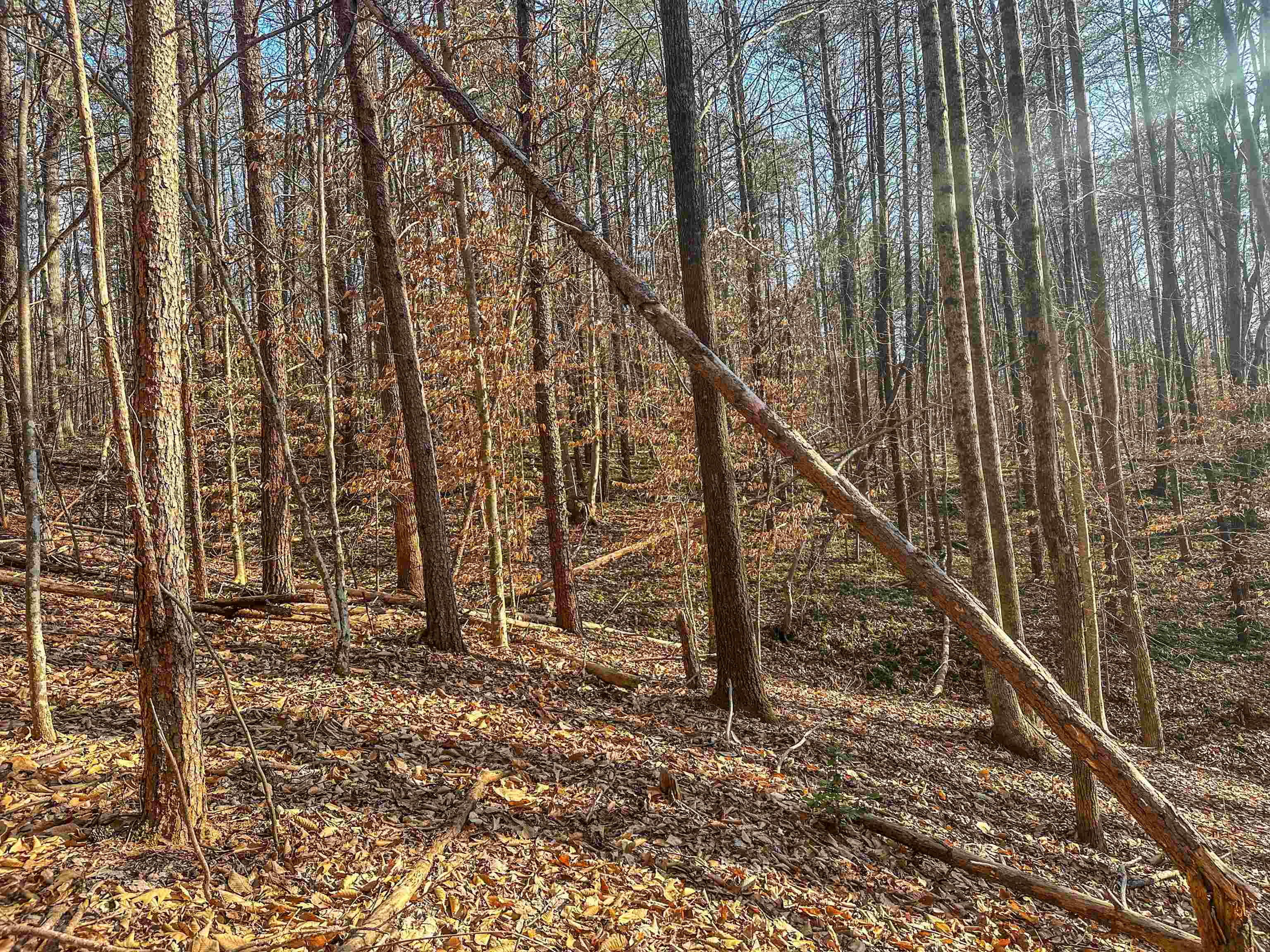 TBD CARTER RD, SCHUYLER, Virginia 22969, ,Land,TBD CARTER RD,673683 MLS # 673683