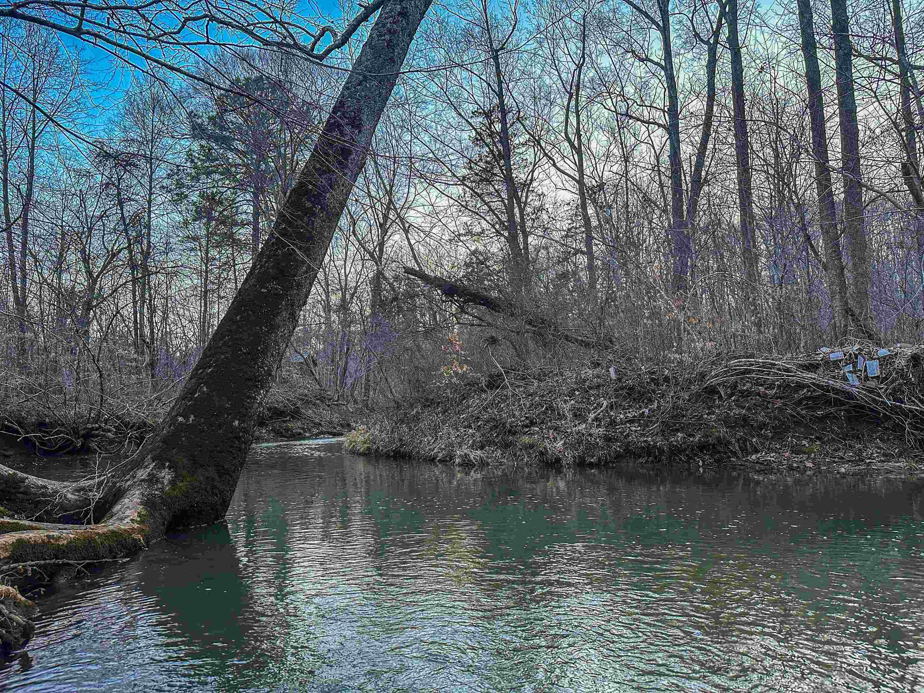 TBD CARTER RD, SCHUYLER, Virginia 22969, ,Land,TBD CARTER RD,673683 MLS # 673683