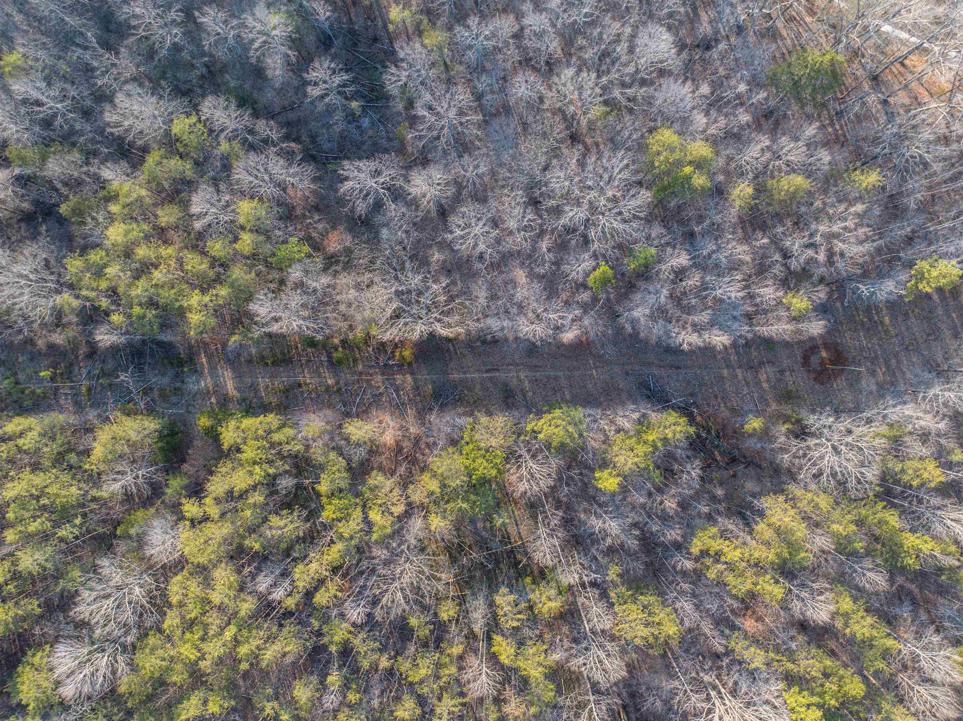 TBD CARTER RD, SCHUYLER, Virginia 22969, ,Land,TBD CARTER RD,673683 MLS # 673683