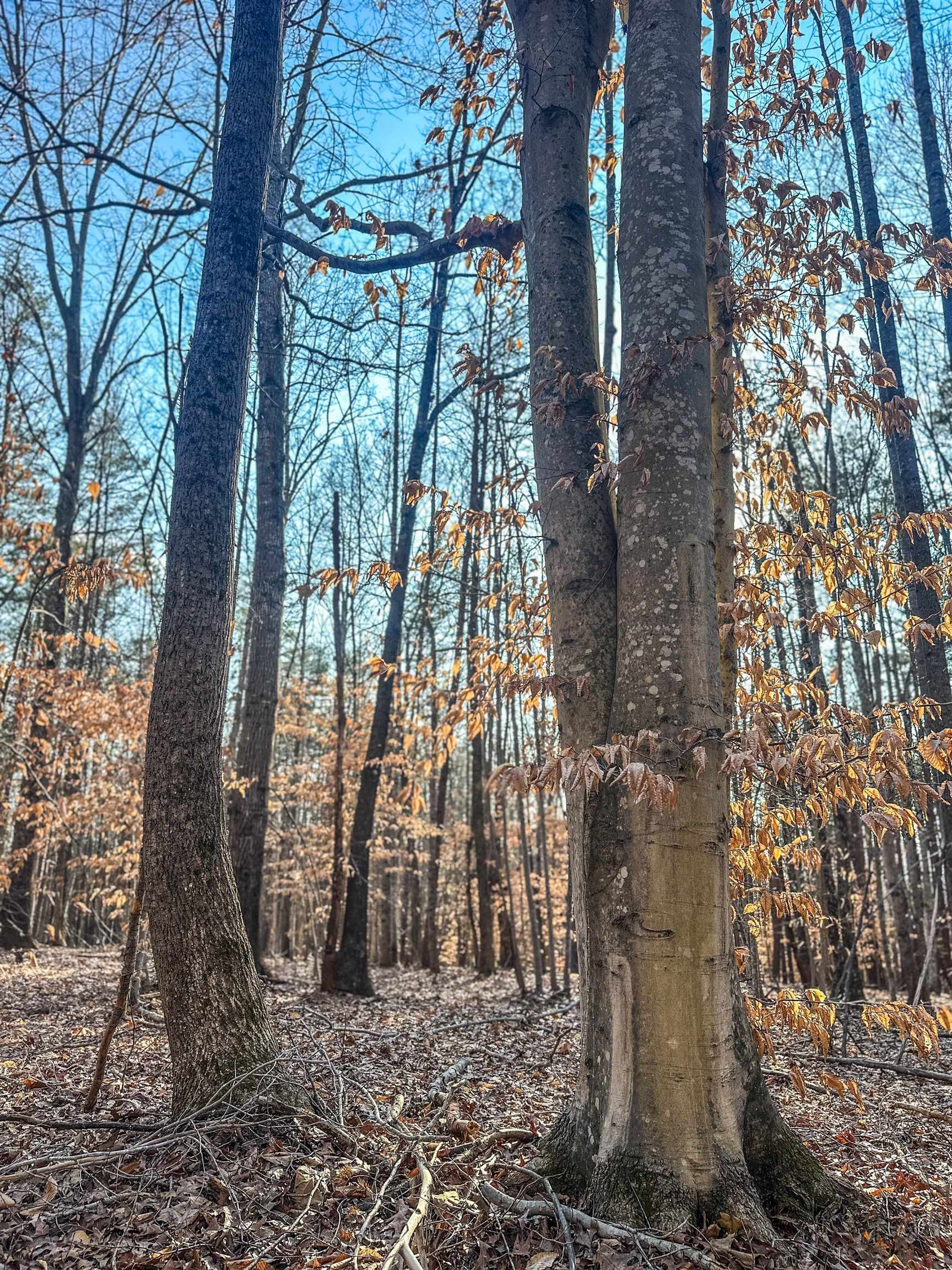 TBD CARTER RD, SCHUYLER, Virginia 22969, ,Land,TBD CARTER RD,673683 MLS # 673683