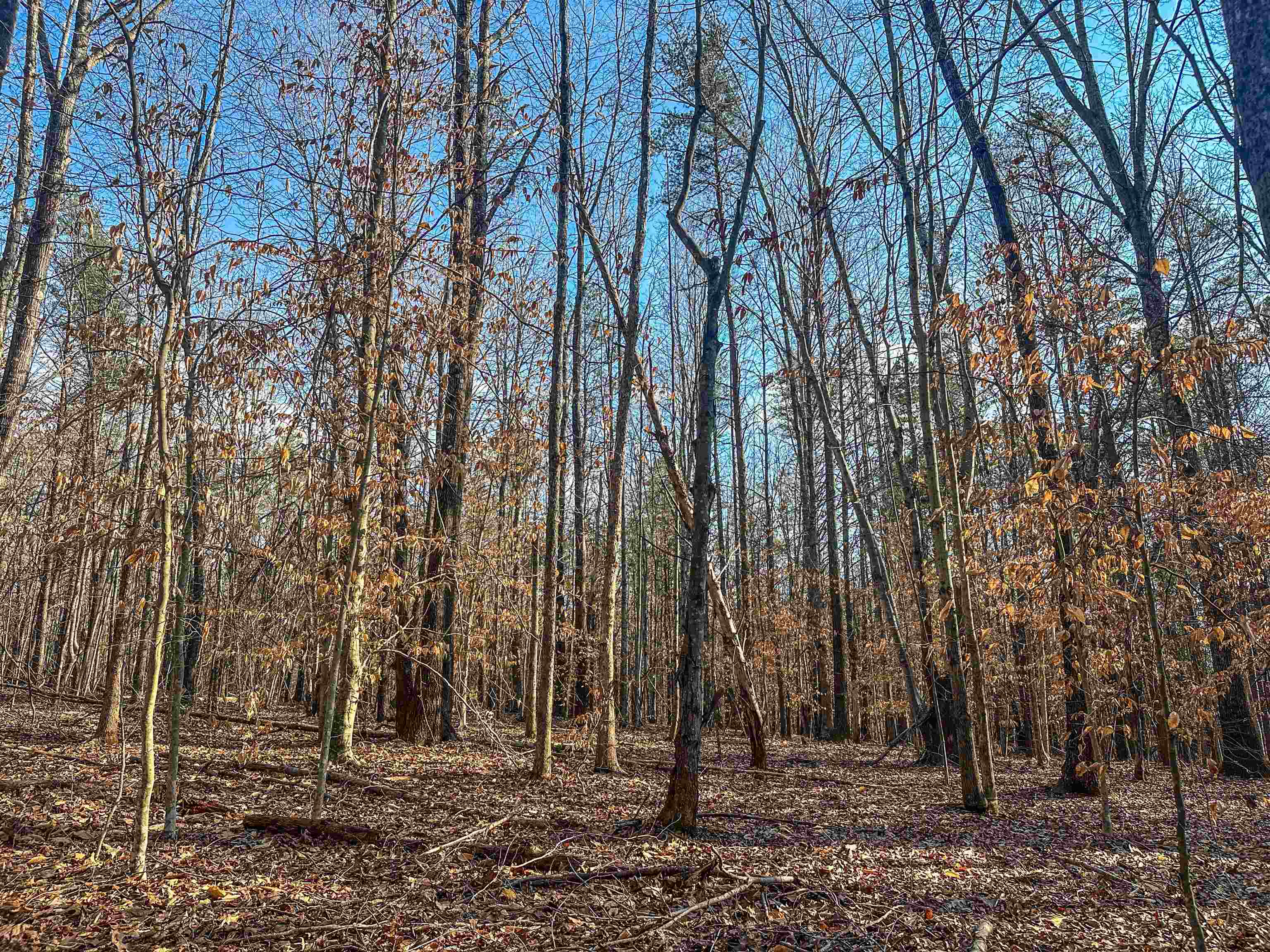 TBD CARTER RD, SCHUYLER, Virginia 22969, ,Land,TBD CARTER RD,673683 MLS # 673683