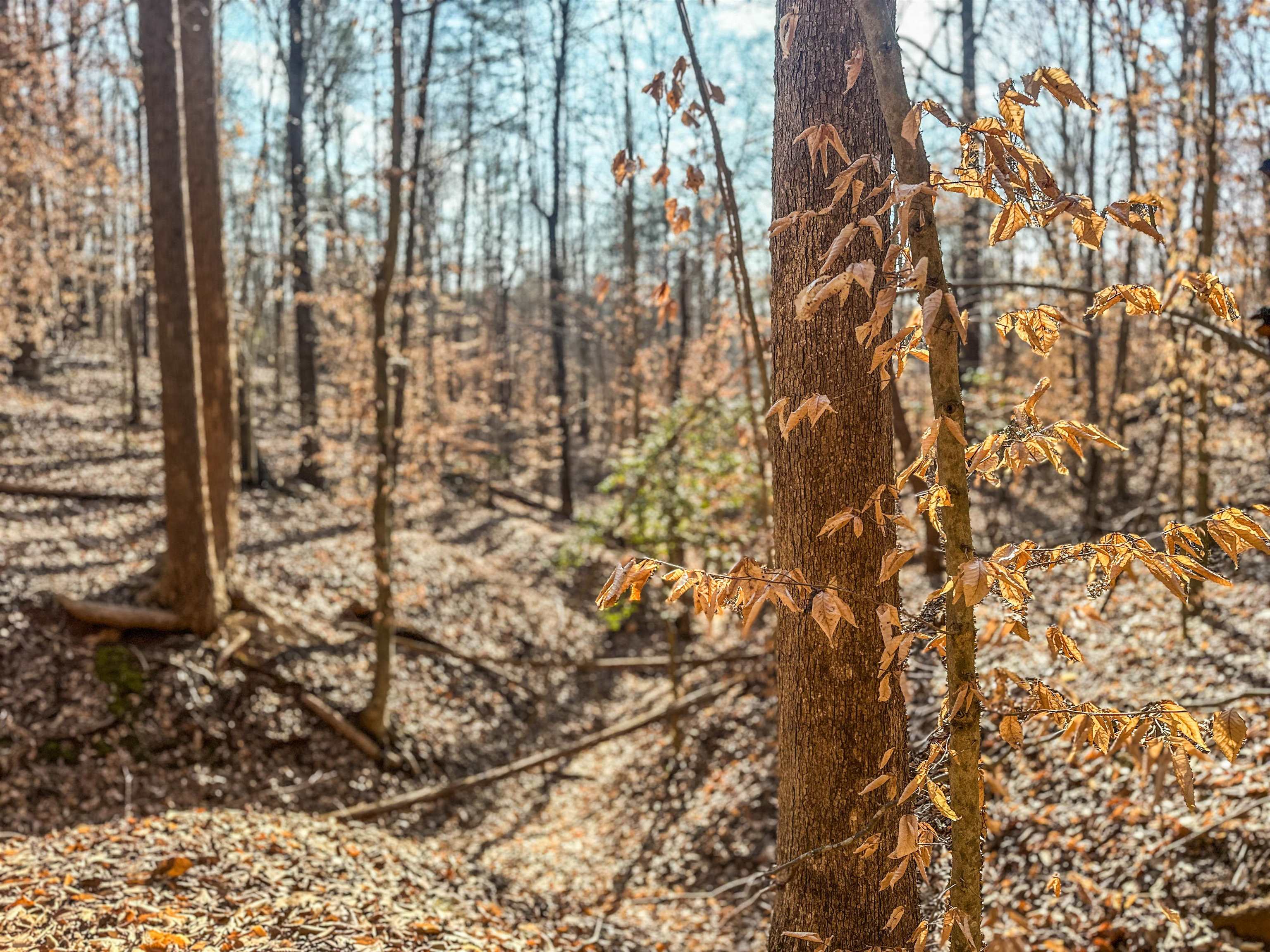 TBD CARTER RD, SCHUYLER, Virginia 22969, ,Land,TBD CARTER RD,673683 MLS # 673683