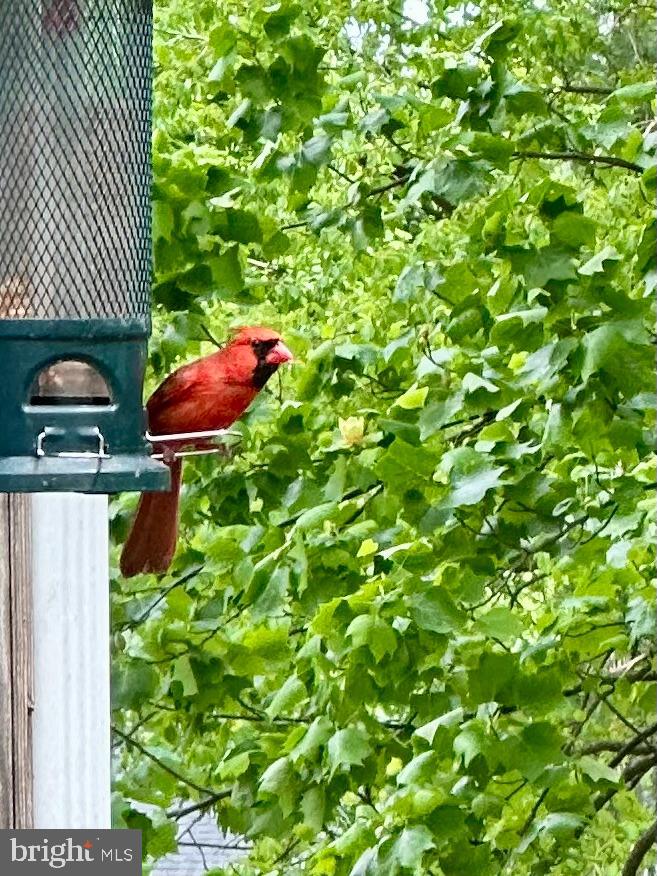 2519 BUCKELEW DR, FALLS CHURCH, Virginia 22046, 3 Bedrooms Bedrooms, ,3 BathroomsBathrooms,Residential,For sale,2519 BUCKELEW DR,VAFX2290076 MLS # VAFX2290076