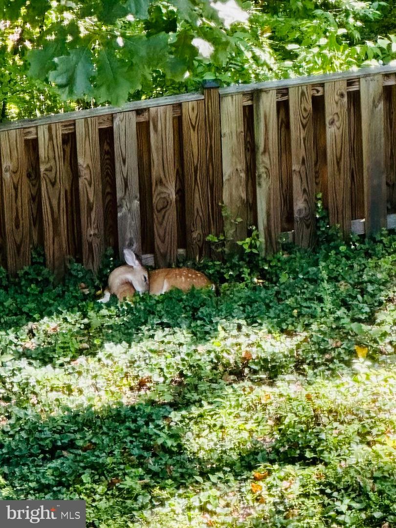 2519 BUCKELEW DR, FALLS CHURCH, Virginia 22046, 3 Bedrooms Bedrooms, ,3 BathroomsBathrooms,Residential,For sale,2519 BUCKELEW DR,VAFX2290076 MLS # VAFX2290076