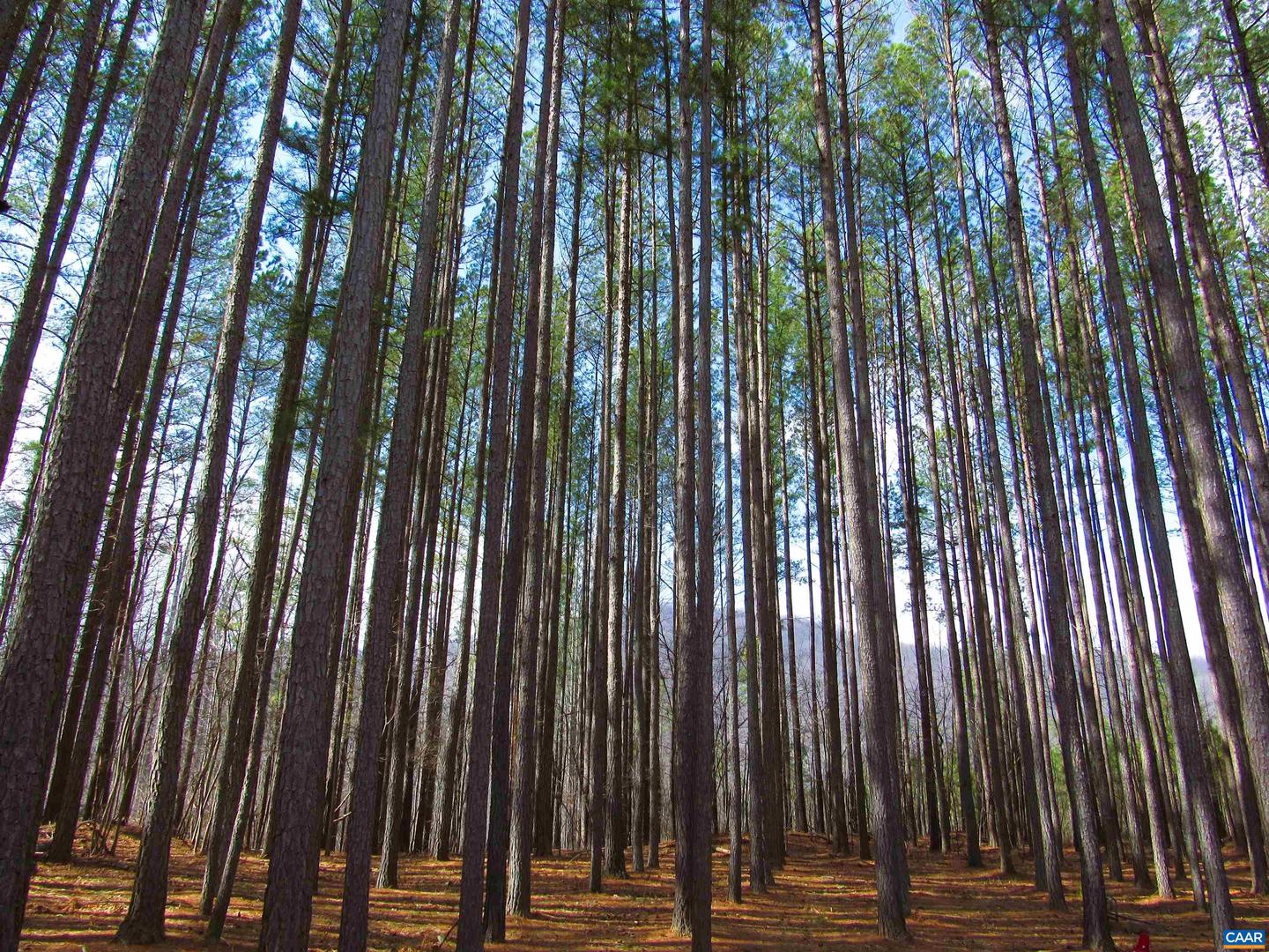 3324 LAUREL RD, SHIPMAN, Virginia 22971, 3 Bedrooms Bedrooms, ,2 BathroomsBathrooms,Residential,For sale,3324 LAUREL RD,673667 MLS # 673667 3324 LAUREL RD, SHIPMAN, Virginia 22971, 3 Bedrooms Bedrooms, ,2 BathroomsBathrooms,Residential,For sale,3324 LAUREL RD,673667 MLS # 673667