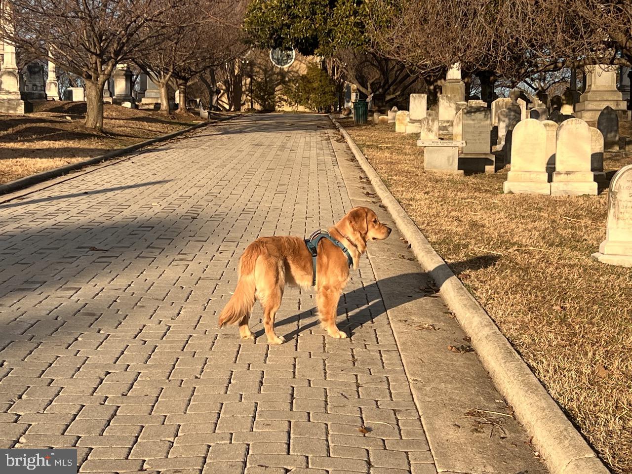 1237 POTOMAC AVE SE, WASHINGTON, District Of Columbia 20003, 2 Bedrooms Bedrooms, ,1 BathroomBathrooms,Residential,For sale,1237 POTOMAC AVE SE,DCDC2246800 MLS # DCDC2246800