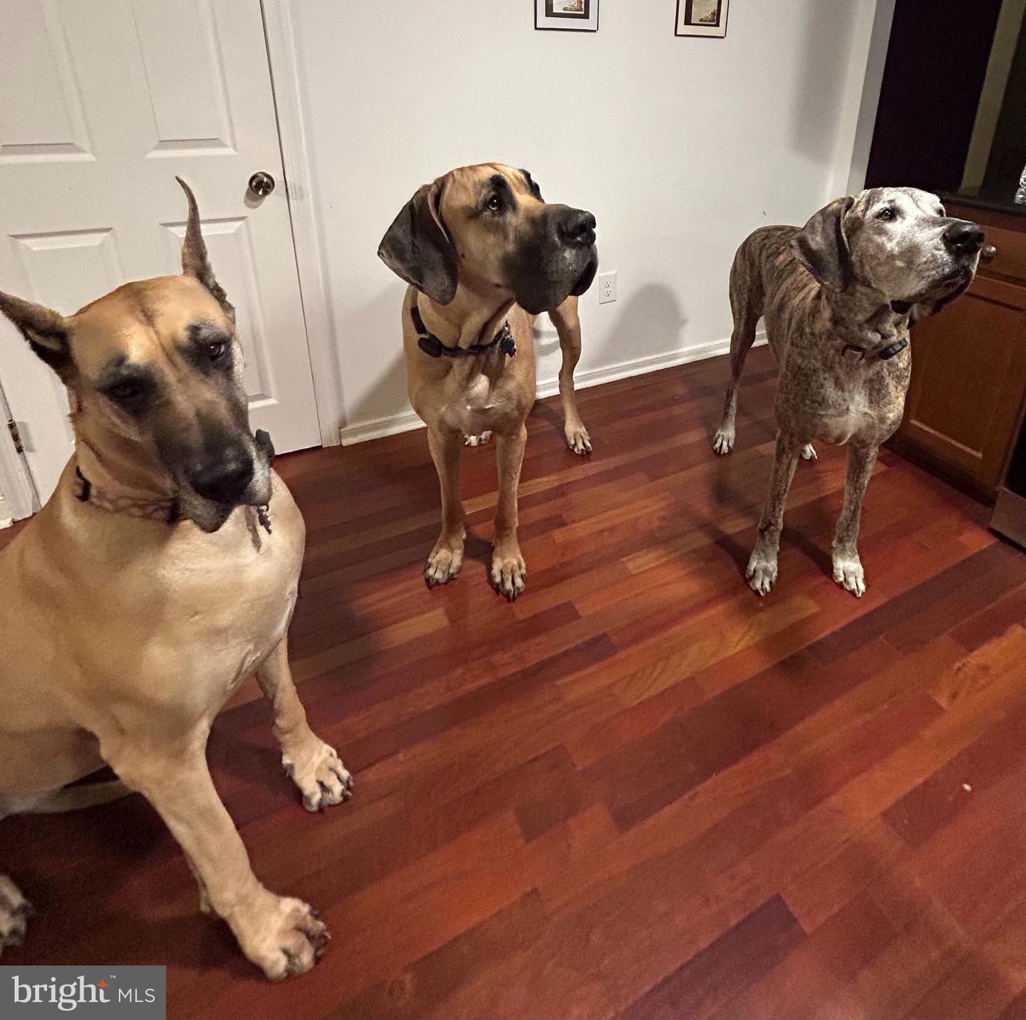 736 ANNAPOLIS DR, RUTHER GLEN, Virginia 22546, 4 Bedrooms Bedrooms, ,3 BathroomsBathrooms,Residential,For sale,736 ANNAPOLIS DR,VACV2009570 MLS # VACV2009570