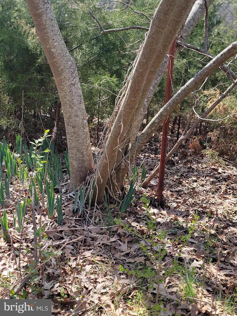 922 SKIPJACK RD, KINSALE, Virginia 22488, 2 Bedrooms Bedrooms, 5 Rooms Rooms,1 BathroomBathrooms,Residential,For sale,922 SKIPJACK RD,VAWE2008594 MLS # VAWE2008594 922 SKIPJACK RD, KINSALE, Virginia 22488, 2 Bedrooms Bedrooms, 5 Rooms Rooms,1 BathroomBathrooms,Residential,For sale,922 SKIPJACK RD,VAWE2008594 MLS # VAWE2008594