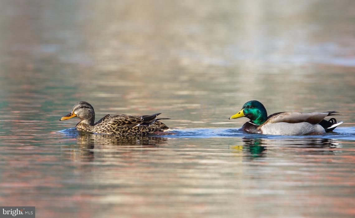 1767 DRUMMER HILL RD, FRONT ROYAL, Virginia 22630, 2 Bedrooms Bedrooms, ,2 BathroomsBathrooms,Residential,For sale,1767 DRUMMER HILL RD,VAWR2012918 MLS # VAWR2012918