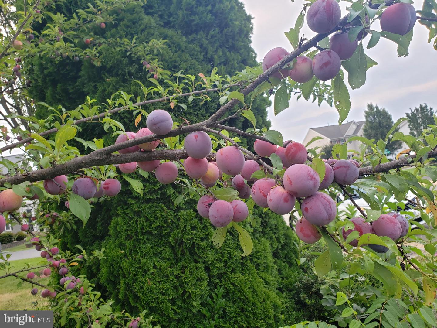 10416 MONTEROSA PL, MANASSAS, Virginia 20110, 4 Bedrooms Bedrooms, ,3 BathroomsBathrooms,Residential,For sale,10416 MONTEROSA PL,VAPW2110178 MLS # VAPW2110178