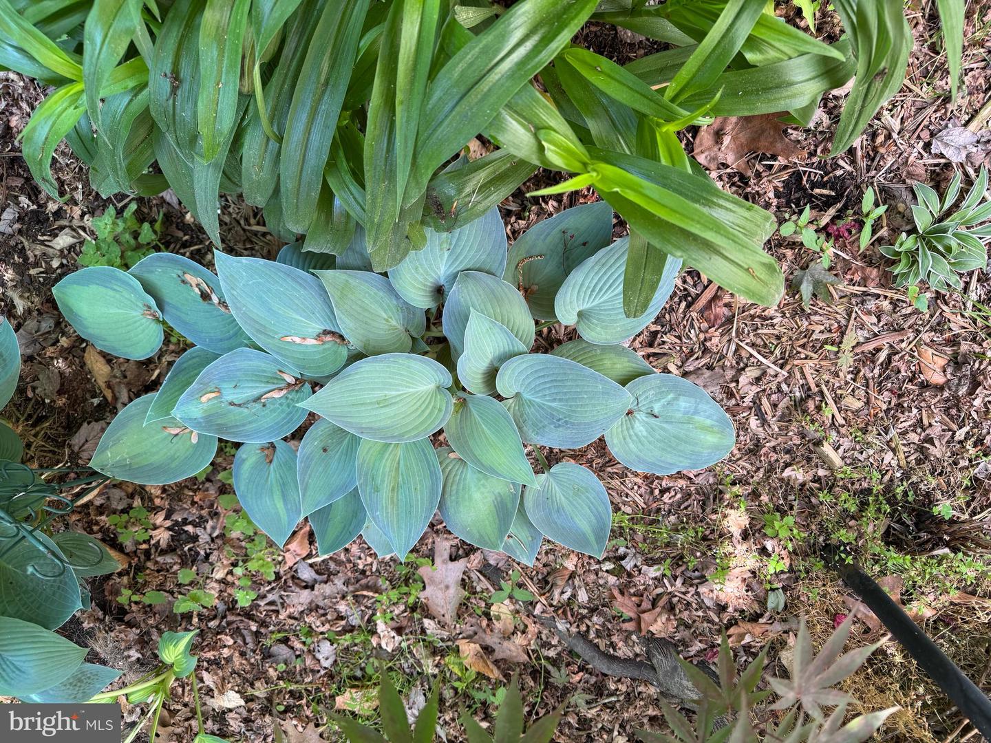 12495 MANCHESTER WAY, WOODBRIDGE, Virginia 22192, 3 Bedrooms Bedrooms, ,3 BathroomsBathrooms,Residential,For sale,12495 MANCHESTER WAY,VAPW2113312 MLS # VAPW2113312