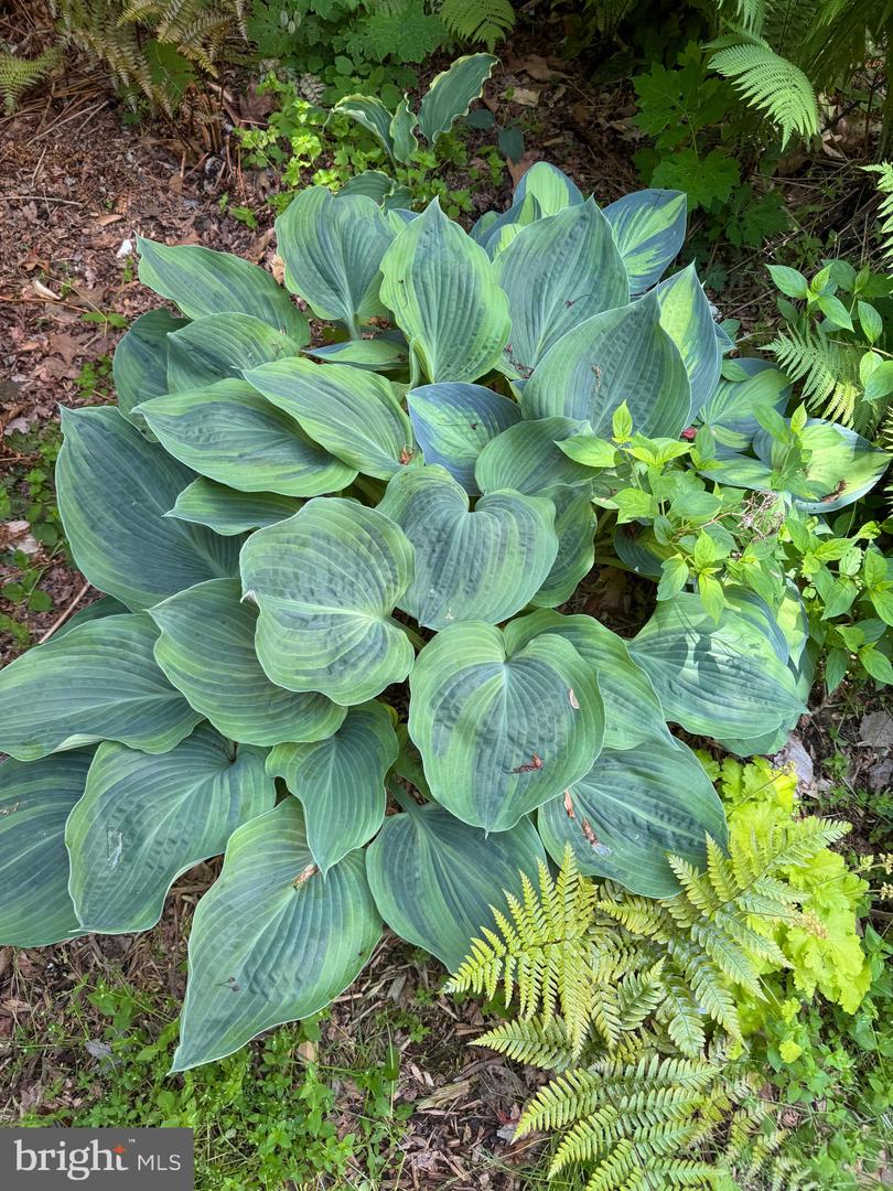 12495 MANCHESTER WAY, WOODBRIDGE, Virginia 22192, 3 Bedrooms Bedrooms, ,3 BathroomsBathrooms,Residential,For sale,12495 MANCHESTER WAY,VAPW2113312 MLS # VAPW2113312