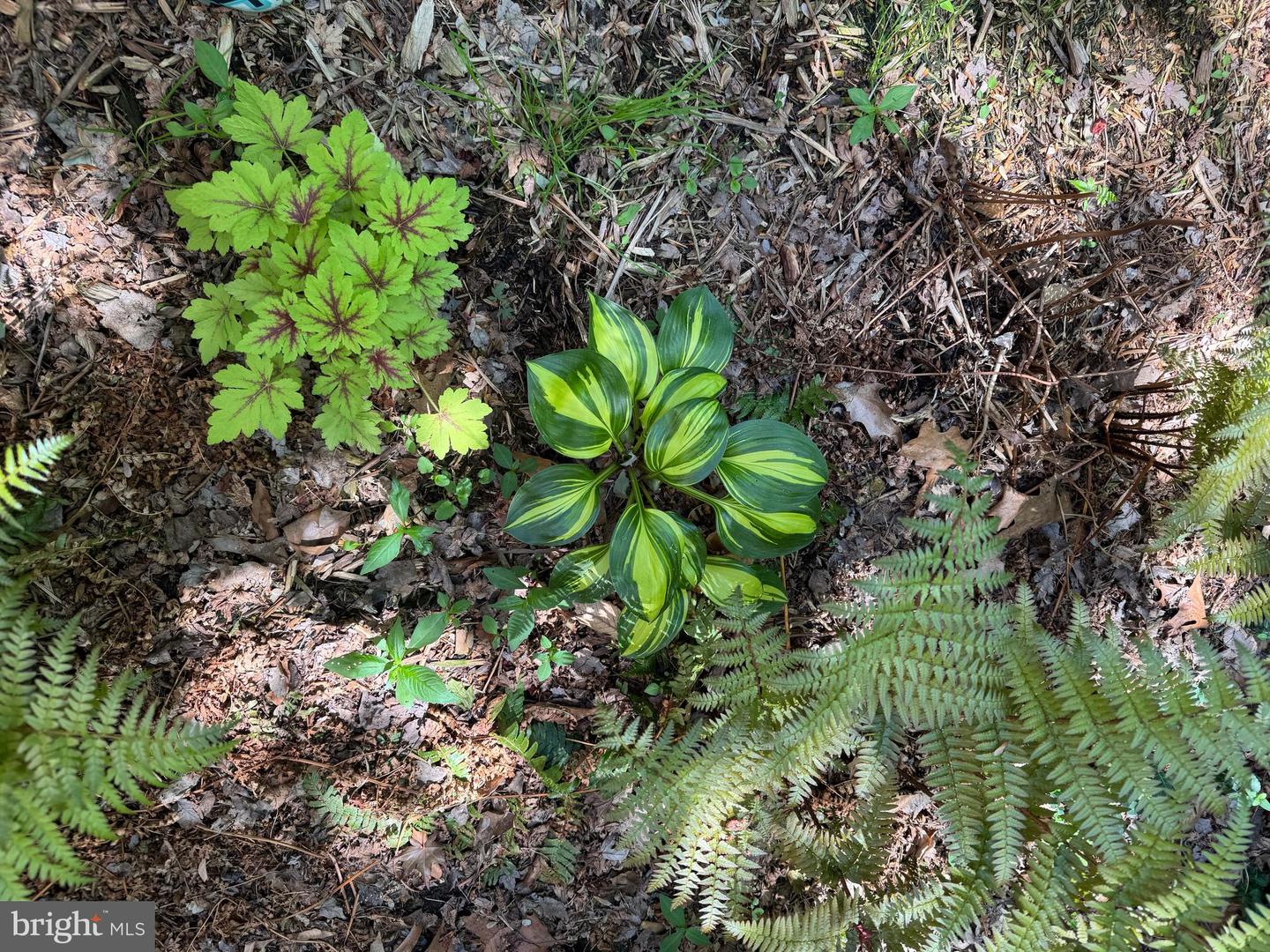 12495 MANCHESTER WAY, WOODBRIDGE, Virginia 22192, 3 Bedrooms Bedrooms, ,3 BathroomsBathrooms,Residential,For sale,12495 MANCHESTER WAY,VAPW2113312 MLS # VAPW2113312