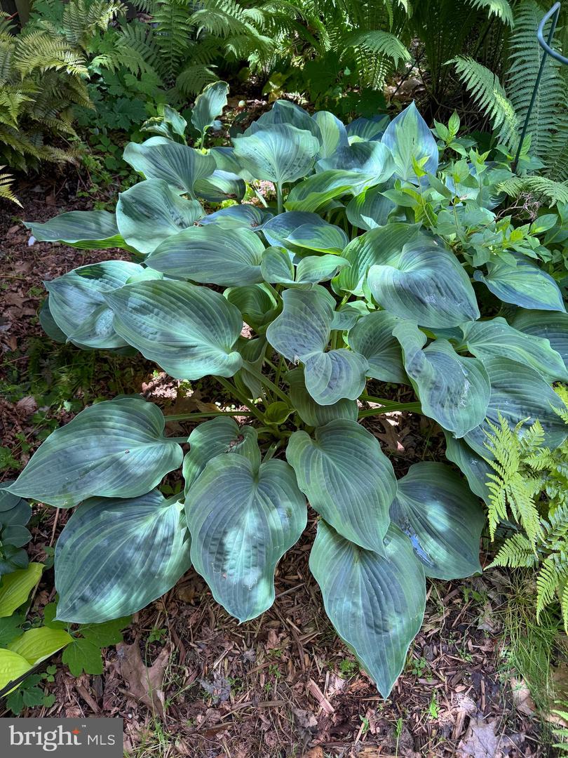 12495 MANCHESTER WAY, WOODBRIDGE, Virginia 22192, 3 Bedrooms Bedrooms, ,3 BathroomsBathrooms,Residential,For sale,12495 MANCHESTER WAY,VAPW2113312 MLS # VAPW2113312