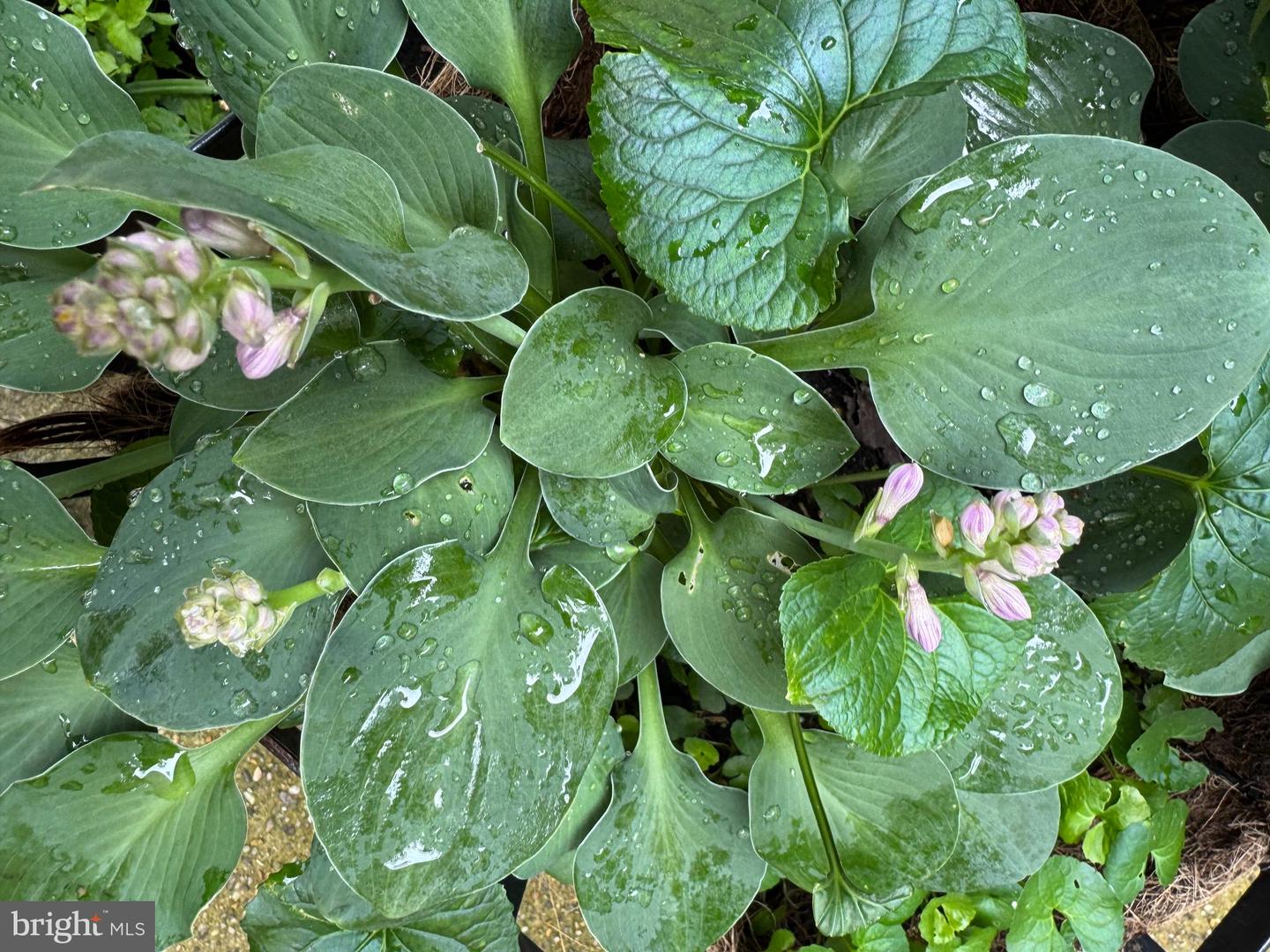 12495 MANCHESTER WAY, WOODBRIDGE, Virginia 22192, 3 Bedrooms Bedrooms, ,3 BathroomsBathrooms,Residential,For sale,12495 MANCHESTER WAY,VAPW2113312 MLS # VAPW2113312