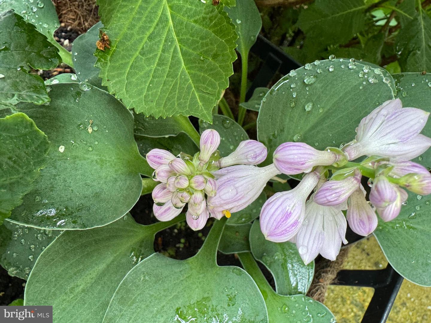 12495 MANCHESTER WAY, WOODBRIDGE, Virginia 22192, 3 Bedrooms Bedrooms, ,3 BathroomsBathrooms,Residential,For sale,12495 MANCHESTER WAY,VAPW2113312 MLS # VAPW2113312