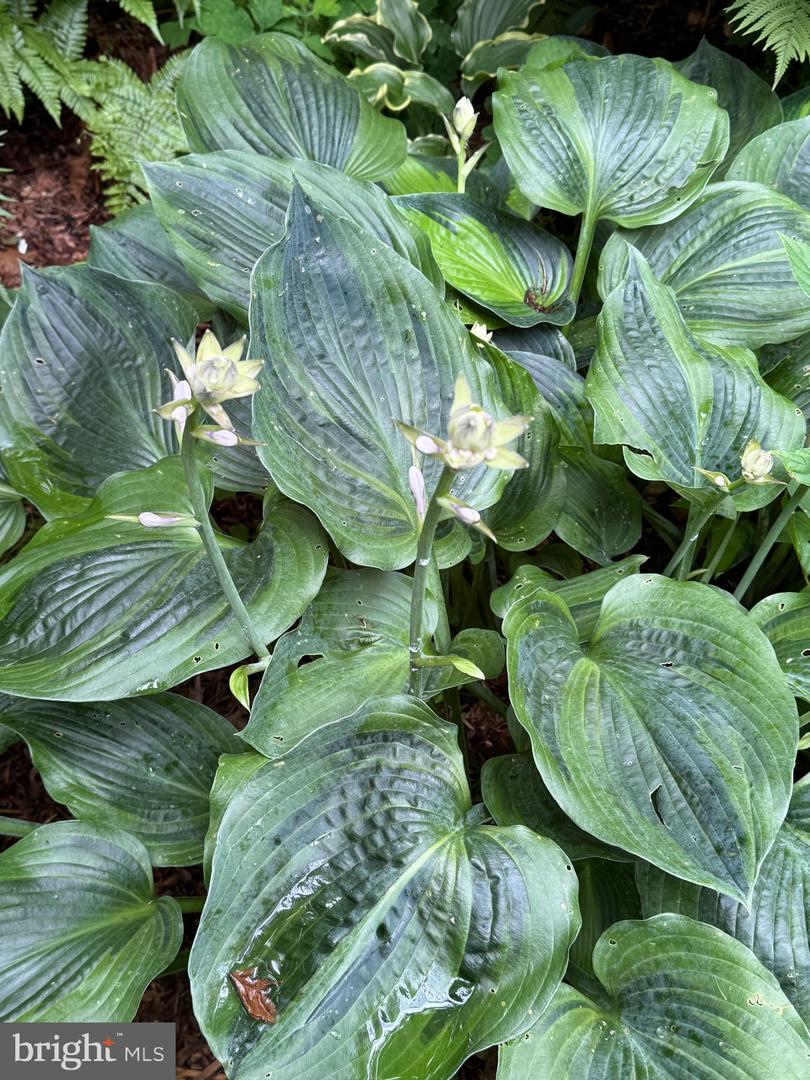 12495 MANCHESTER WAY, WOODBRIDGE, Virginia 22192, 3 Bedrooms Bedrooms, ,3 BathroomsBathrooms,Residential,For sale,12495 MANCHESTER WAY,VAPW2113312 MLS # VAPW2113312