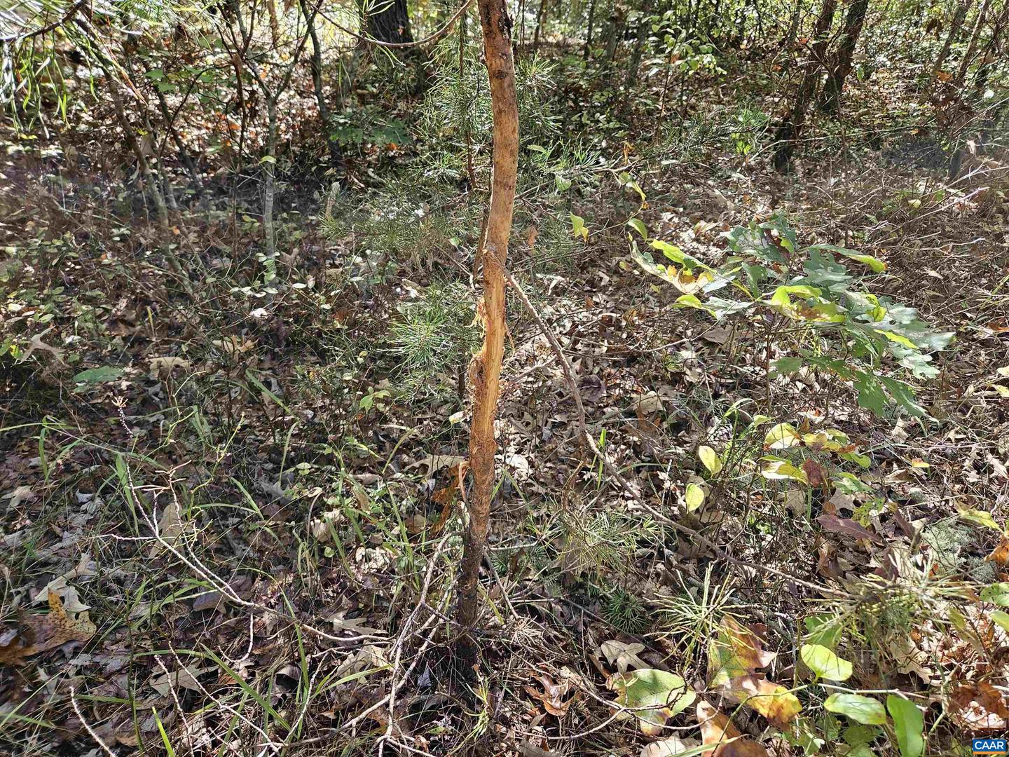 10239 HOWARDSVILLE RD, HOWARDSVILLE, Virginia 24562, 2 Bedrooms Bedrooms, ,1 BathroomBathrooms,Residential,For sale,10239 HOWARDSVILLE RD,673720 MLS # 673720