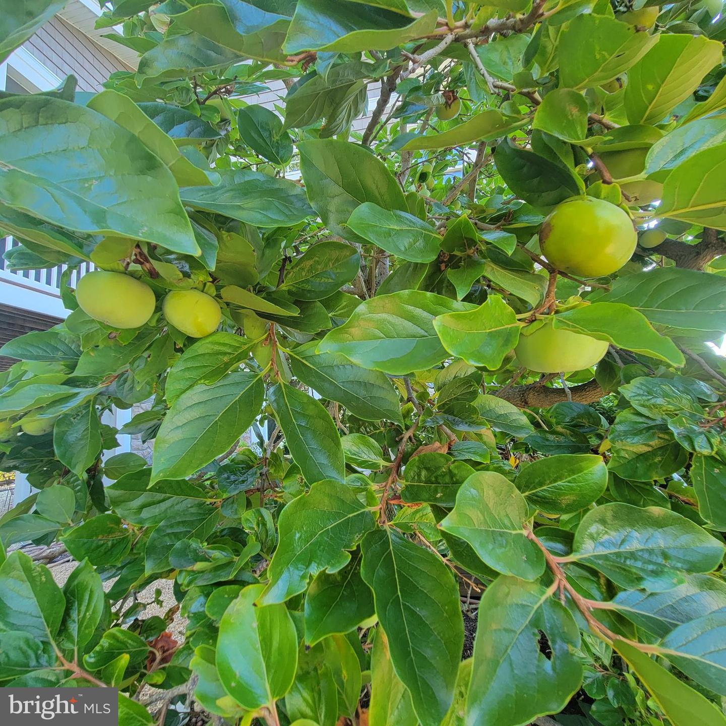 1469 COWART RD, LOTTSBURG, Virginia 22511, 3 Bedrooms Bedrooms, 6 Rooms Rooms,4 BathroomsBathrooms,Residential,For sale,1469 COWART RD,VANV2001876 MLS # VANV2001876