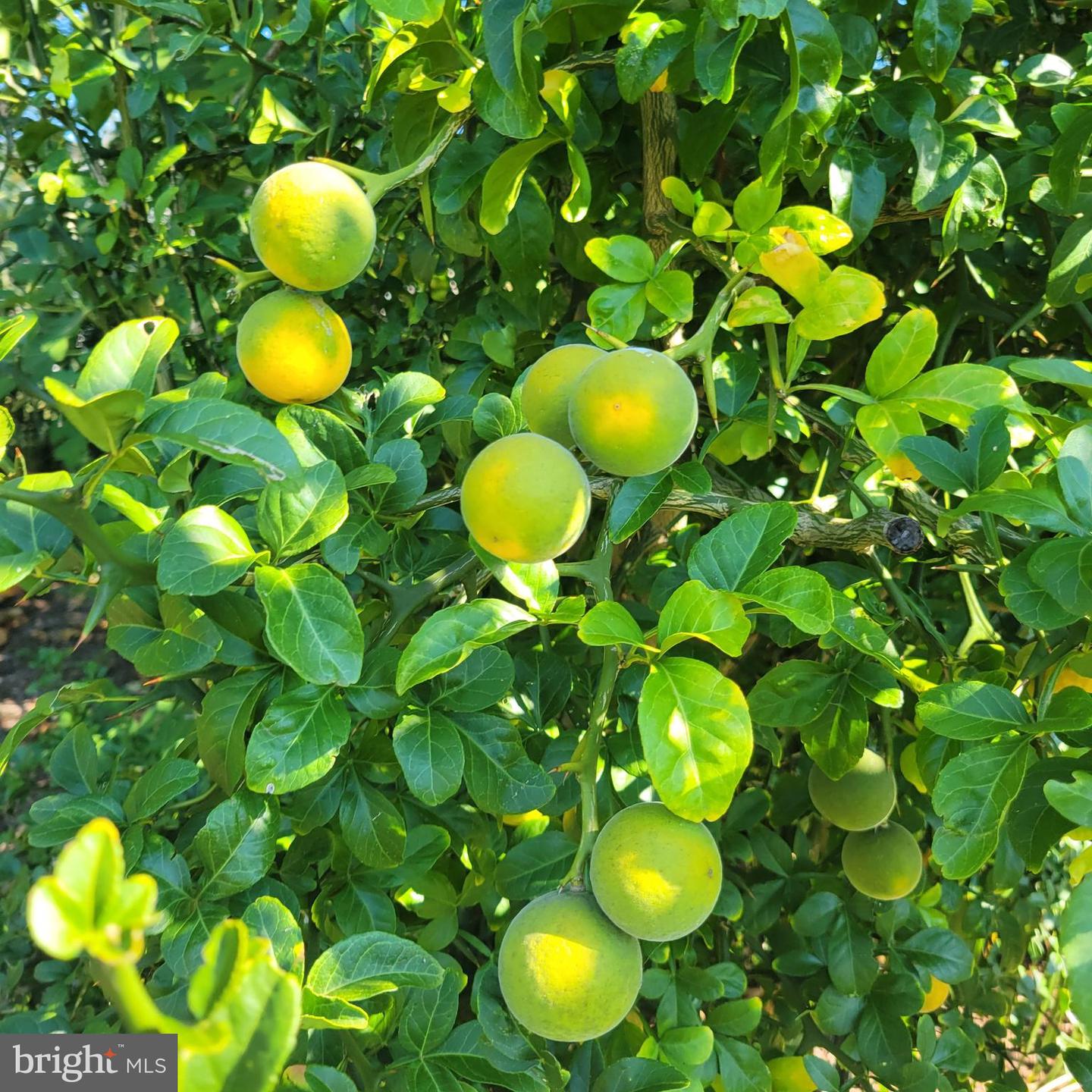 1469 COWART RD, LOTTSBURG, Virginia 22511, 3 Bedrooms Bedrooms, 6 Rooms Rooms,4 BathroomsBathrooms,Residential,For sale,1469 COWART RD,VANV2001876 MLS # VANV2001876