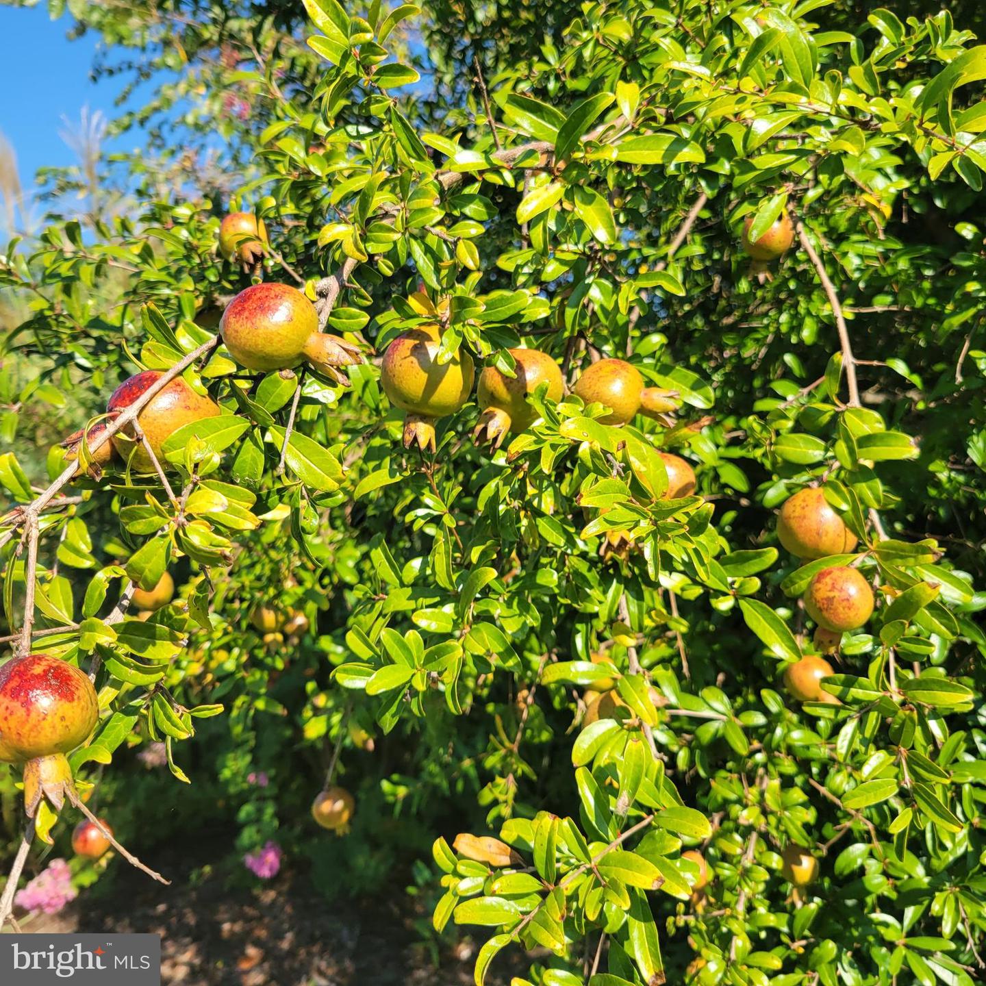 1469 COWART RD, LOTTSBURG, Virginia 22511, 3 Bedrooms Bedrooms, 6 Rooms Rooms,4 BathroomsBathrooms,Residential,For sale,1469 COWART RD,VANV2001876 MLS # VANV2001876