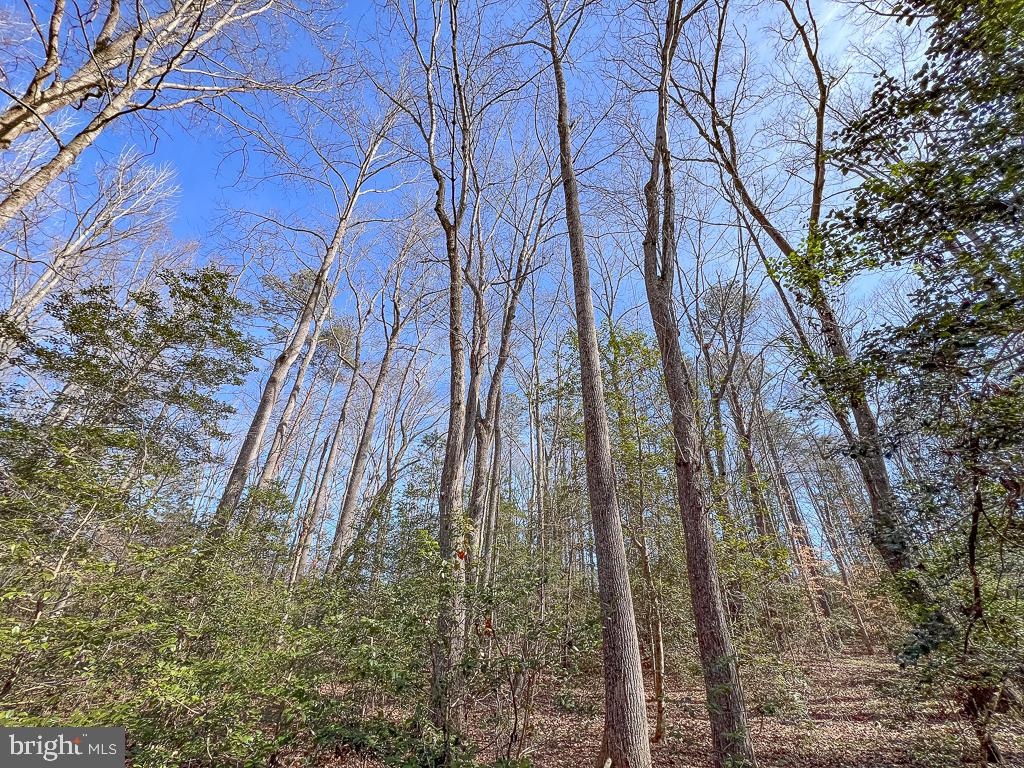 49.26 ACRES JERICHO RD, RUTHER GLEN, Virginia 22546, ,Land,For sale,49.26 ACRES JERICHO RD,VACV2009540 MLS # VACV2009540