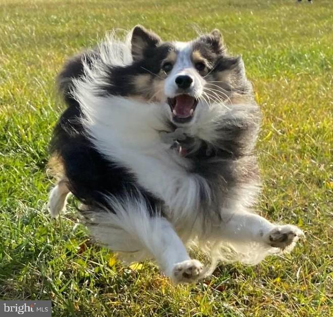 1195 MOUNTAIN VIEW DR, RILEYVILLE, Virginia 22650, 3 Bedrooms Bedrooms, 8 Rooms Rooms,2 BathroomsBathrooms,Residential,For sale,1195 MOUNTAIN VIEW DR,VAPA2006062 MLS # VAPA2006062 1195 MOUNTAIN VIEW DR, RILEYVILLE, Virginia 22650, 3 Bedrooms Bedrooms, 8 Rooms Rooms,2 BathroomsBathrooms,Residential,For sale,1195 MOUNTAIN VIEW DR,VAPA2006062 MLS # VAPA2006062