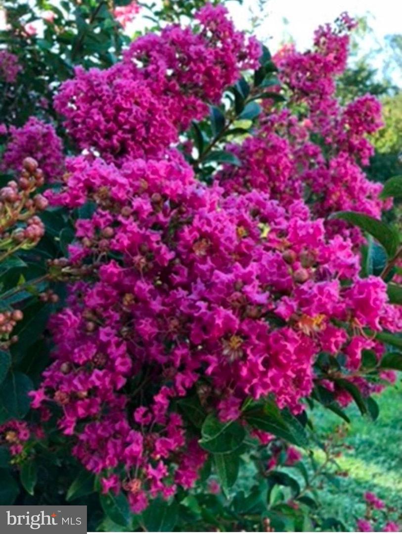 22244 SAM FRED RD, MIDDLEBURG, Virginia 20117, 3 Bedrooms Bedrooms, ,3 BathroomsBathrooms,Residential,For sale,22244 SAM FRED RD,VALO2116714 MLS # VALO2116714