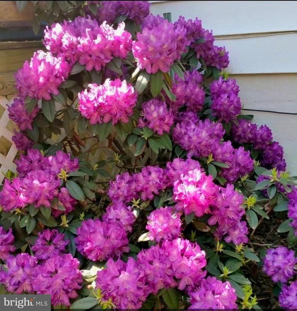 22244 SAM FRED RD, MIDDLEBURG, Virginia 20117, 3 Bedrooms Bedrooms, ,3 BathroomsBathrooms,Residential,For sale,22244 SAM FRED RD,VALO2116714 MLS # VALO2116714