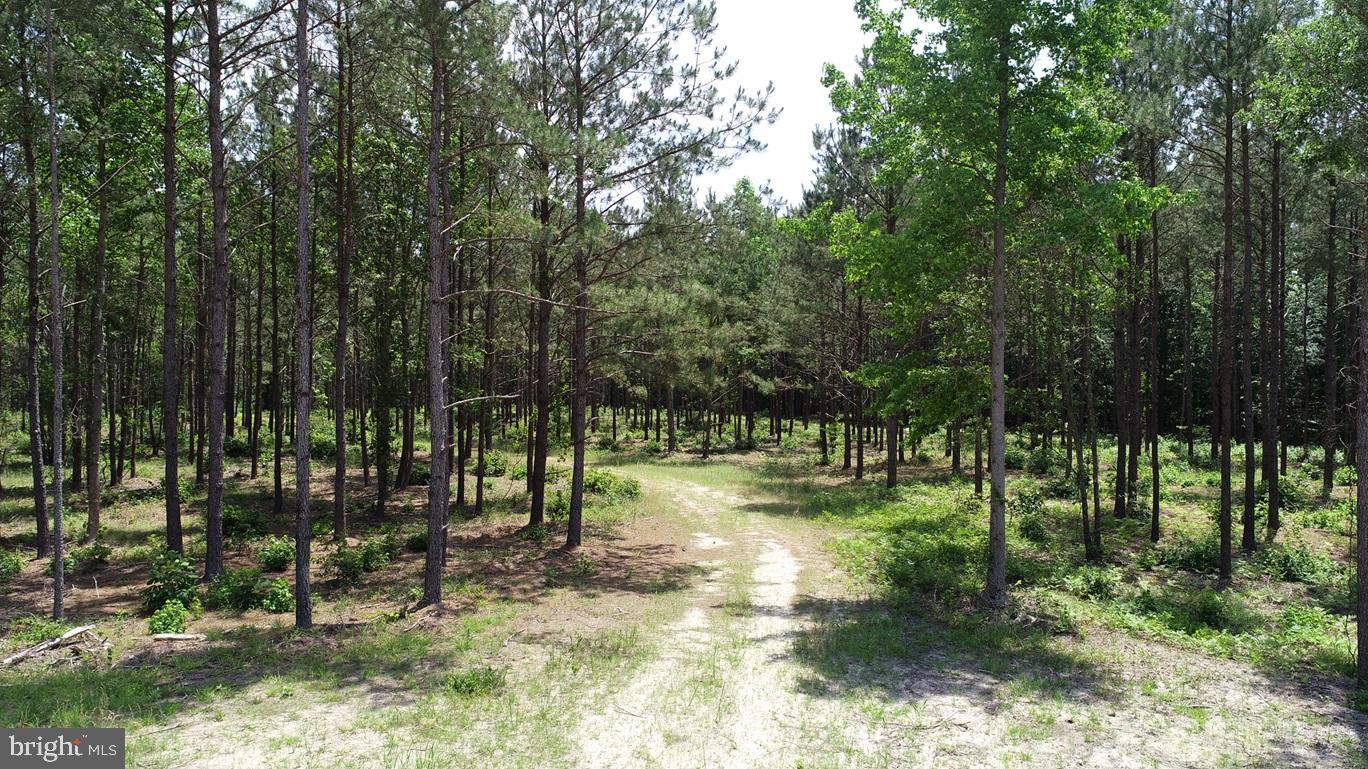 OLD BRIDGE ROAD (RT. 742) (TRACT: BLOCK 16 NORTH), COURTLAND, Virginia 23837, ,Farm,For sale,OLD BRIDGE ROAD (RT. 742) (TRACT: BLOCK 16 NORTH),VASU2000016 MLS # VASU2000016