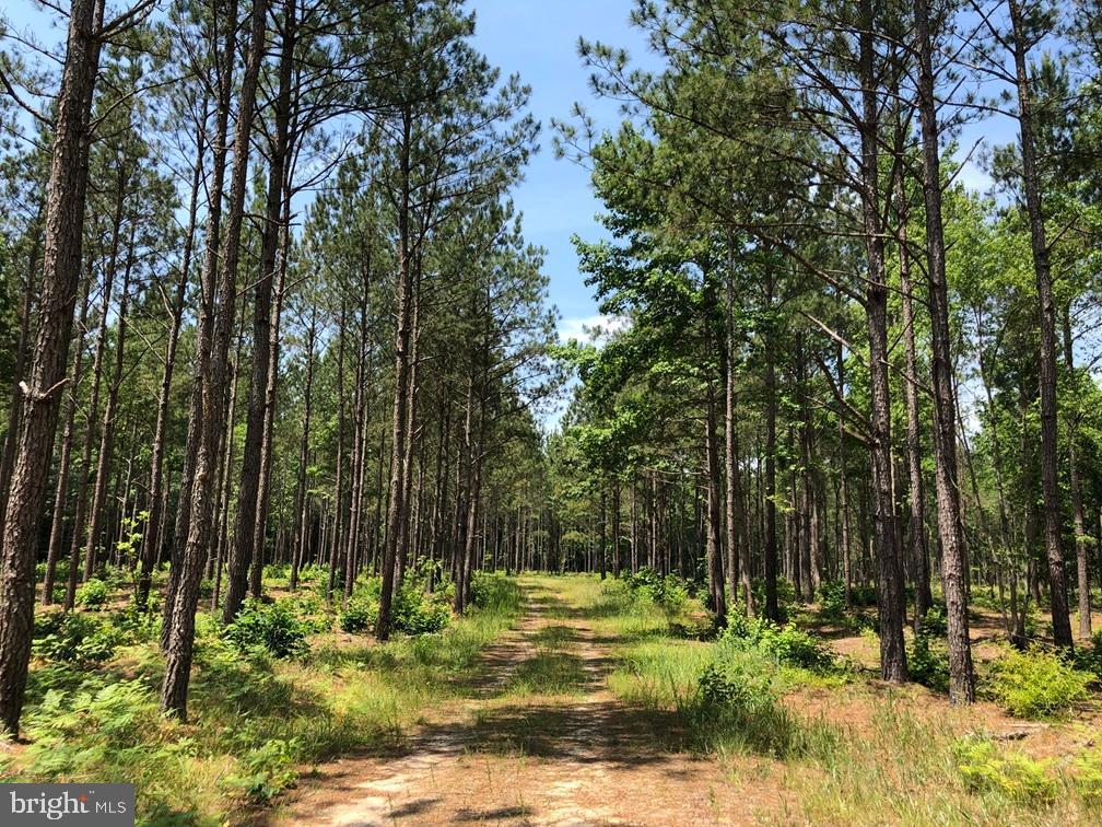 OLD BRIDGE ROAD (RT. 742) (TRACT: BLOCK 16 NORTH), COURTLAND, Virginia 23837, ,Farm,For sale,OLD BRIDGE ROAD (RT. 742) (TRACT: BLOCK 16 NORTH),VASU2000016 MLS # VASU2000016