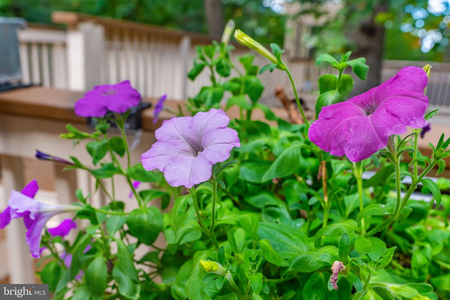 20503 TANAGER PL, LEESBURG, Virginia 20175, 5 Bedrooms Bedrooms, ,3 BathroomsBathrooms,Residential,For sale,20503 TANAGER PL,VALO2112562 MLS # VALO2112562 20503 TANAGER PL, LEESBURG, Virginia 20175, 5 Bedrooms Bedrooms, ,3 BathroomsBathrooms,Residential,For sale,20503 TANAGER PL,VALO2112562 MLS # VALO2112562