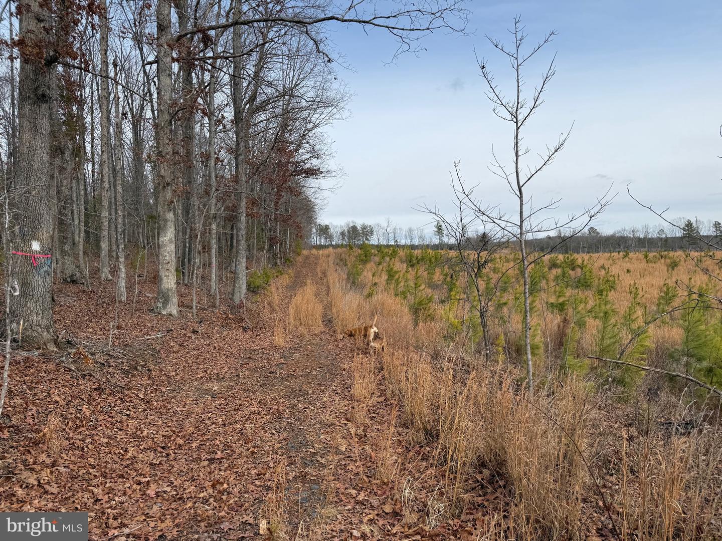 1 COMMUNITY HOUSE RD, KENTS STORE, Virginia 23084, ,Land,For sale,1 COMMUNITY HOUSE RD,VAFN2000626 MLS # VAFN2000626