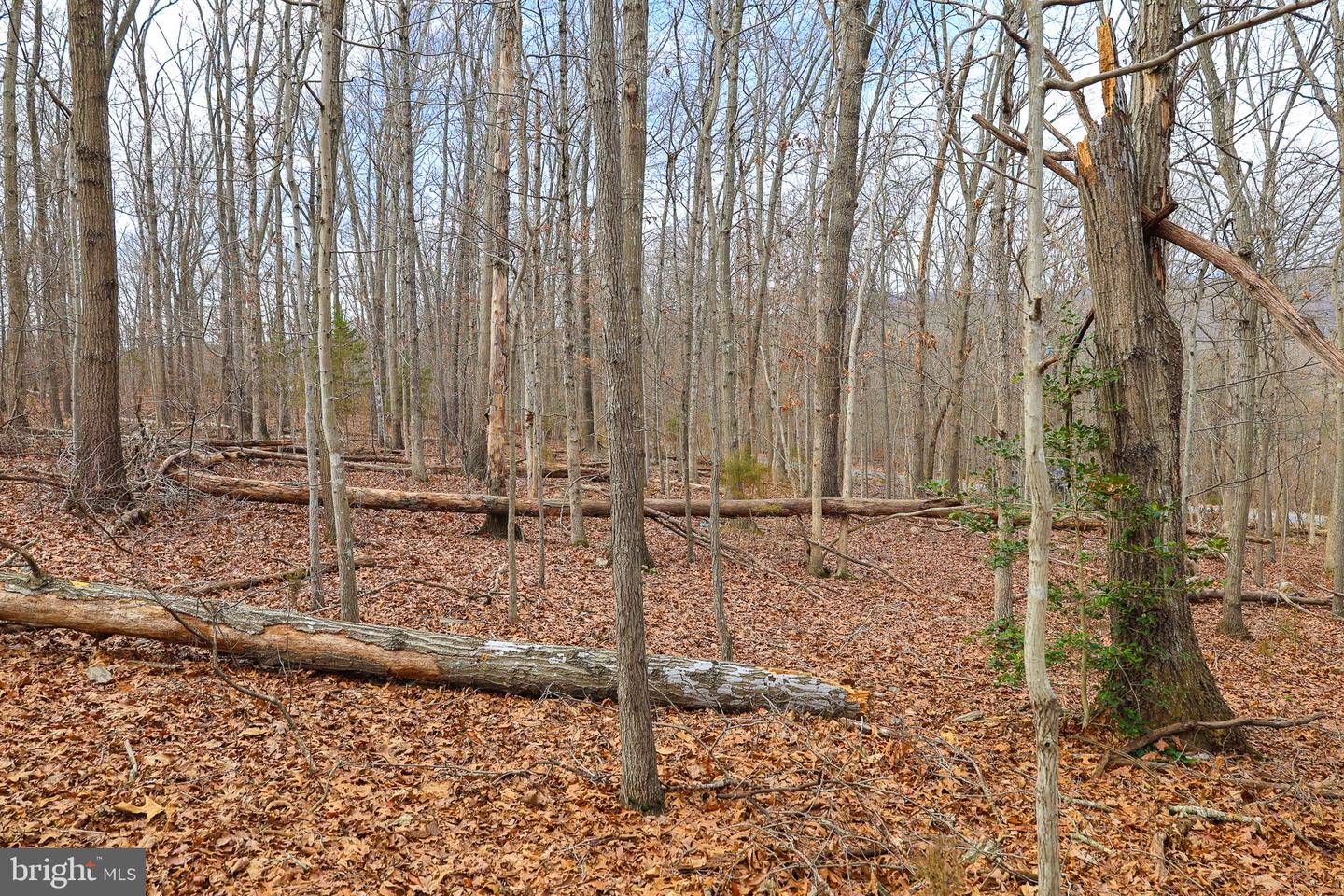 LOT 19 RIVERBEND DR, LURAY, Virginia 22835, ,Land,For sale,LOT 19 RIVERBEND DR,VAPA2006068 MLS # VAPA2006068 LOT 19 RIVERBEND DR, LURAY, Virginia 22835, ,Land,For sale,LOT 19 RIVERBEND DR,VAPA2006068 MLS # VAPA2006068