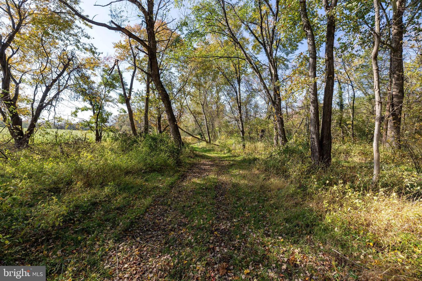 0 DRY RUN RD, LURAY, Virginia 22835, ,Land,For sale,0 DRY RUN RD,VAPA2005530 MLS # VAPA2005530