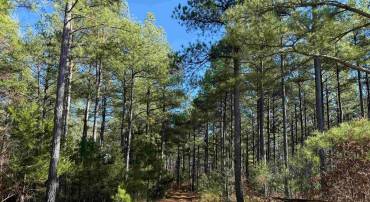 OFF OF DIANA MILL ROAD (TRACT: TANAGER ET2 2023, ARVONIA, Virginia 23004, ,Farm,For sale,OFF OF DIANA MILL ROAD (TRACT: TANAGER ET2 2023,VABH2000276 MLS # VABH2000276