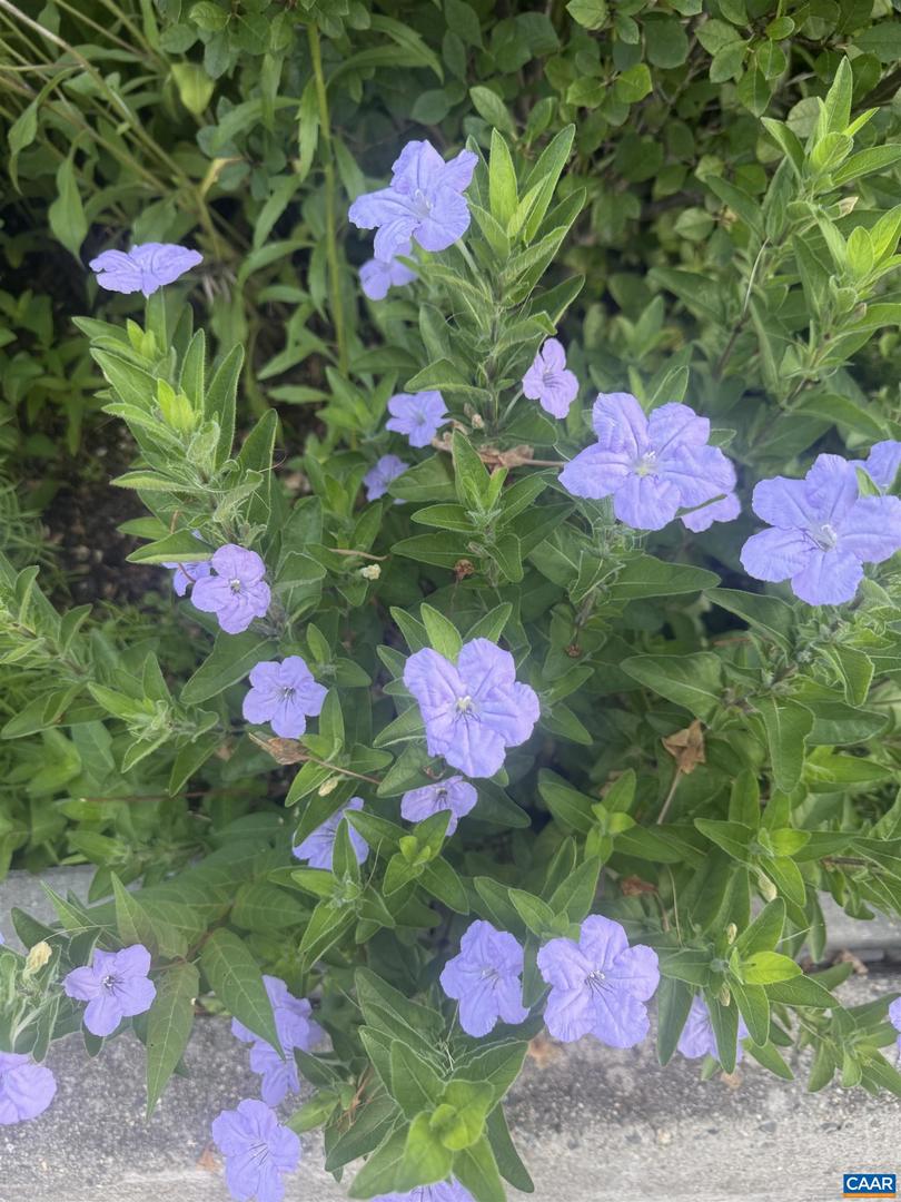 415 NW 12TH ST, CHARLOTTESVILLE, Virginia 22903, 2 Bedrooms Bedrooms, ,1 BathroomBathrooms,Residential,For sale,415 NW 12TH ST,673893 MLS # 673893