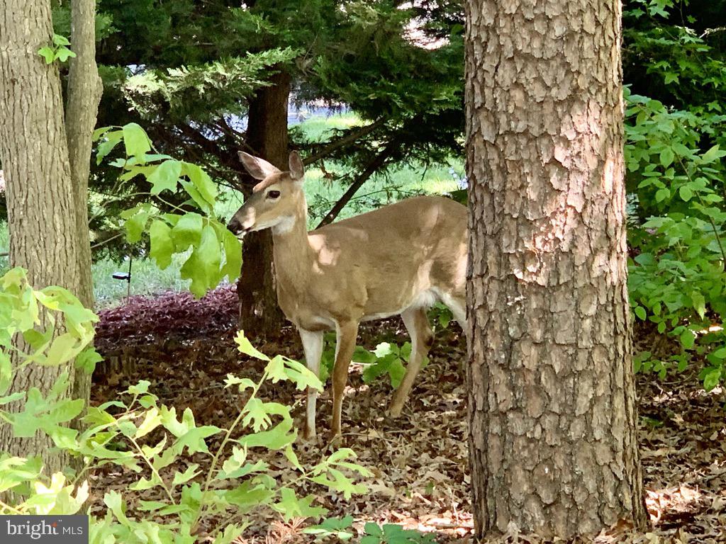 223 BOSUN CV, STAFFORD, Virginia 22554, ,Land,For sale,223 BOSUN CV,VAST2046468 MLS # VAST2046468