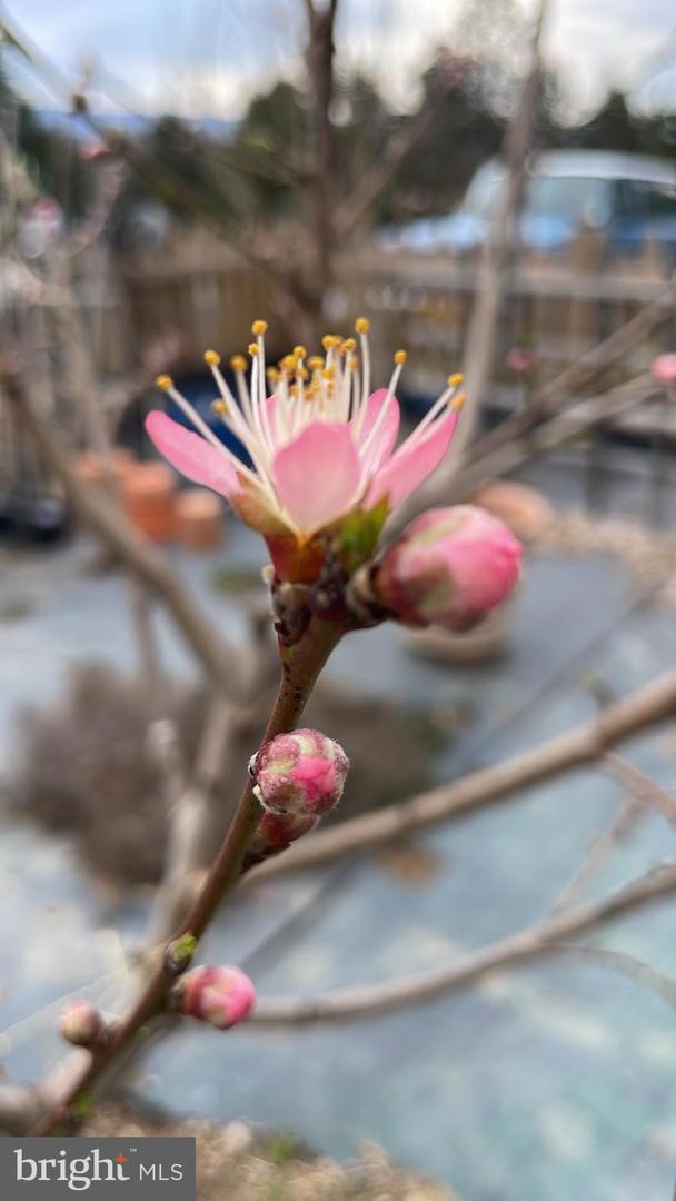 29674 OLD VALLEY PIKE, STRASBURG, Virginia 22657, 2 Bedrooms Bedrooms, ,1 BathroomBathrooms,Residential,For sale,29674 OLD VALLEY PIKE,VASH2013704 MLS # VASH2013704